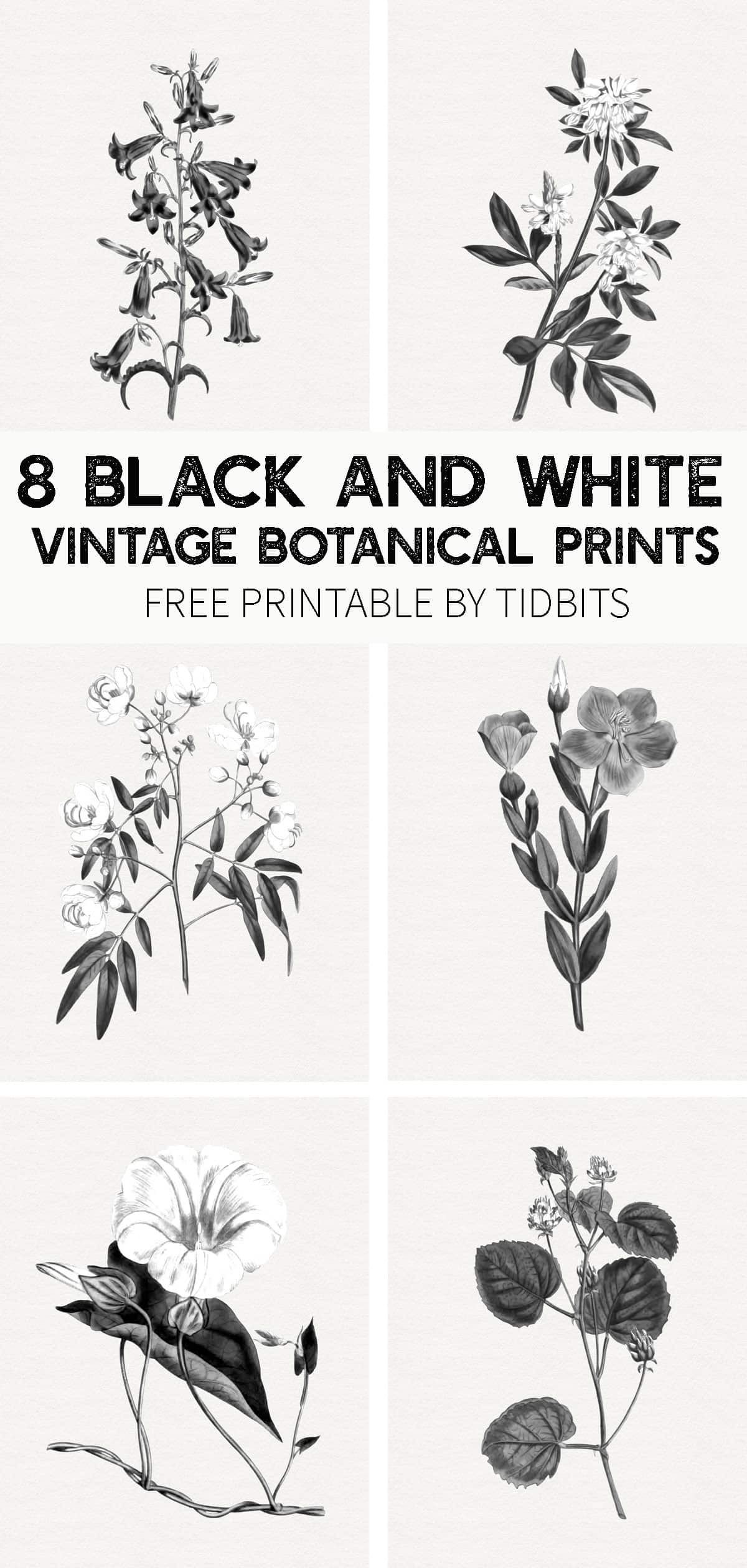 100 Botanical Prints Free Printables In Sets 100 Botanical Prints Free Printables In Sets