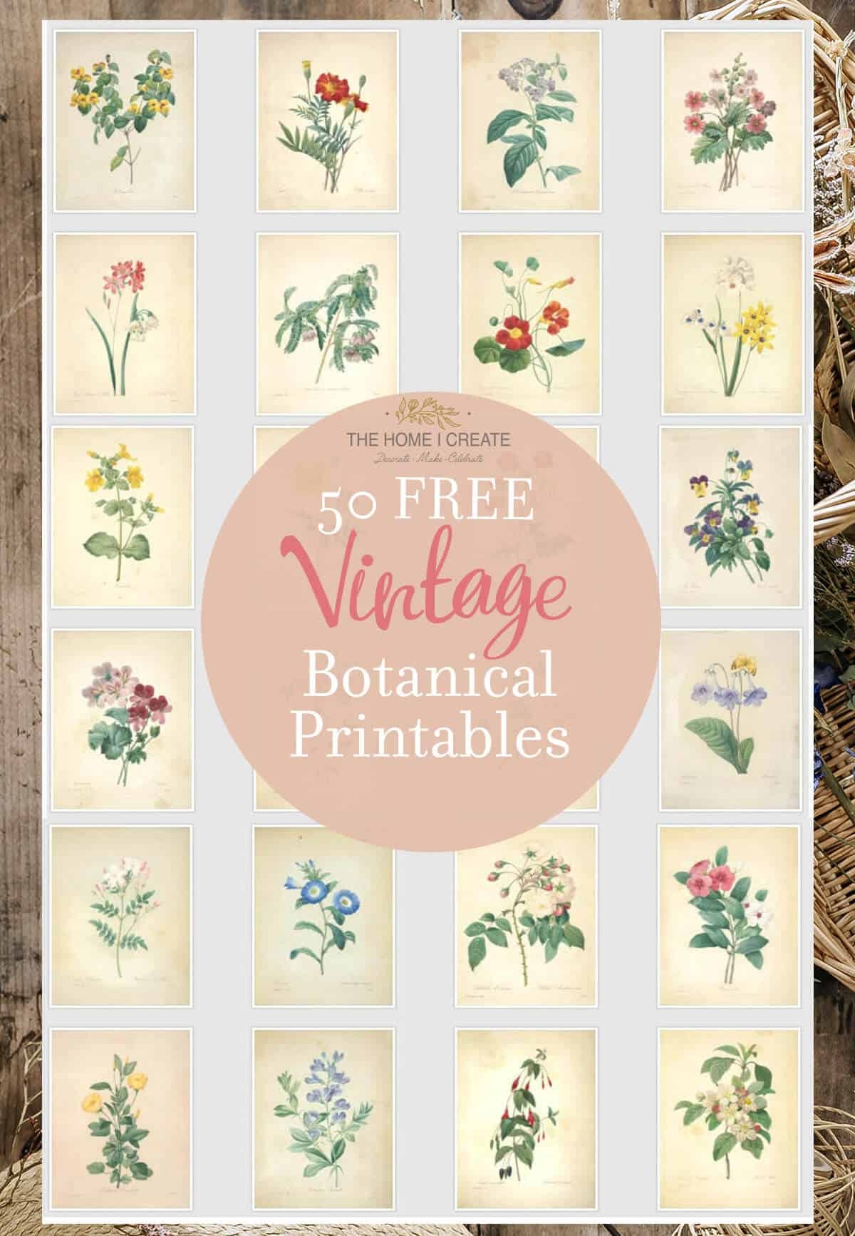 50 Beautiful Free Vintage Botanical Prints Free Printable 