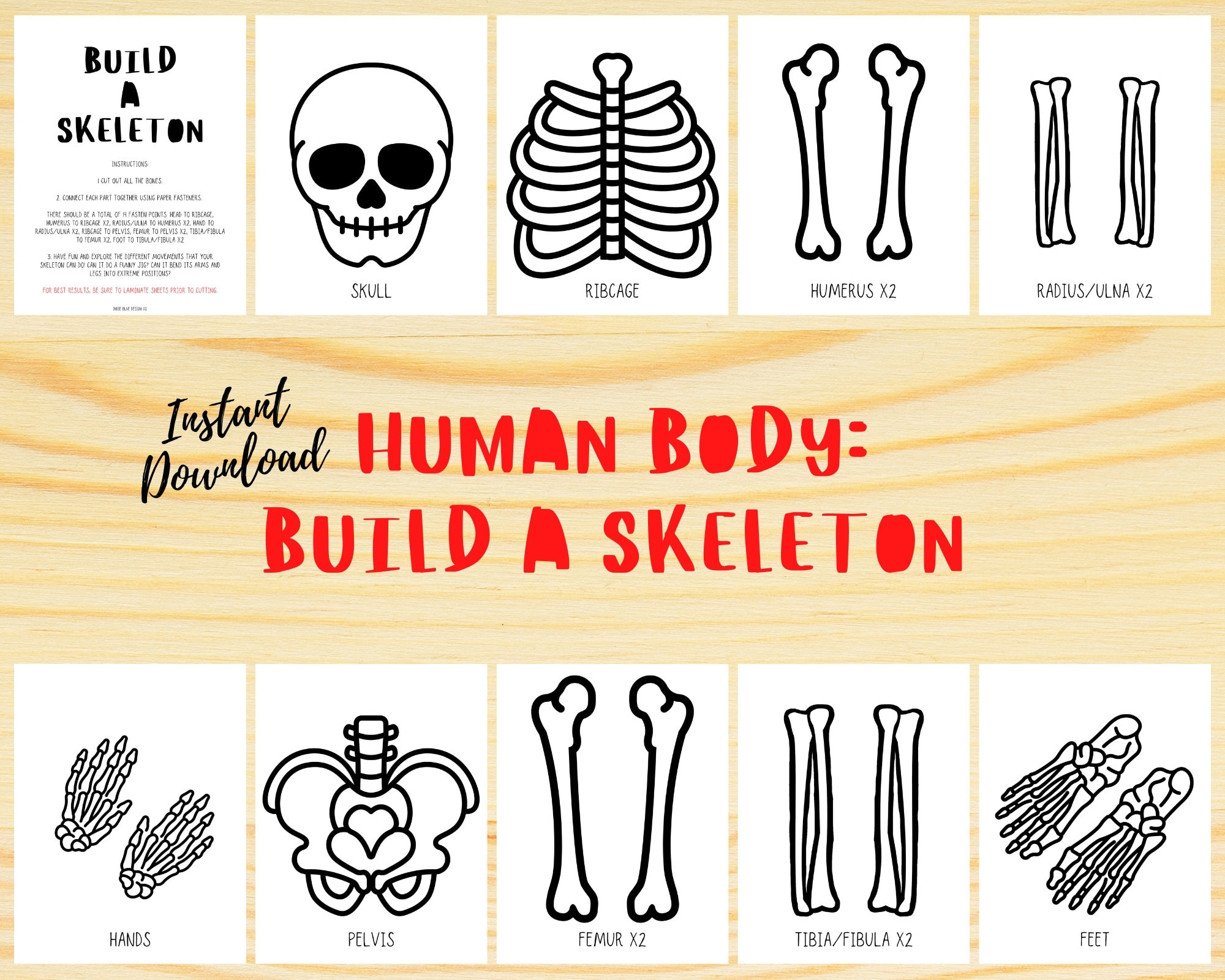 Build A Skeleton Life Size Skeleton Human Body Study Skeleton Activity Learning About Bones Bones Of The Body Body Printable Etsy