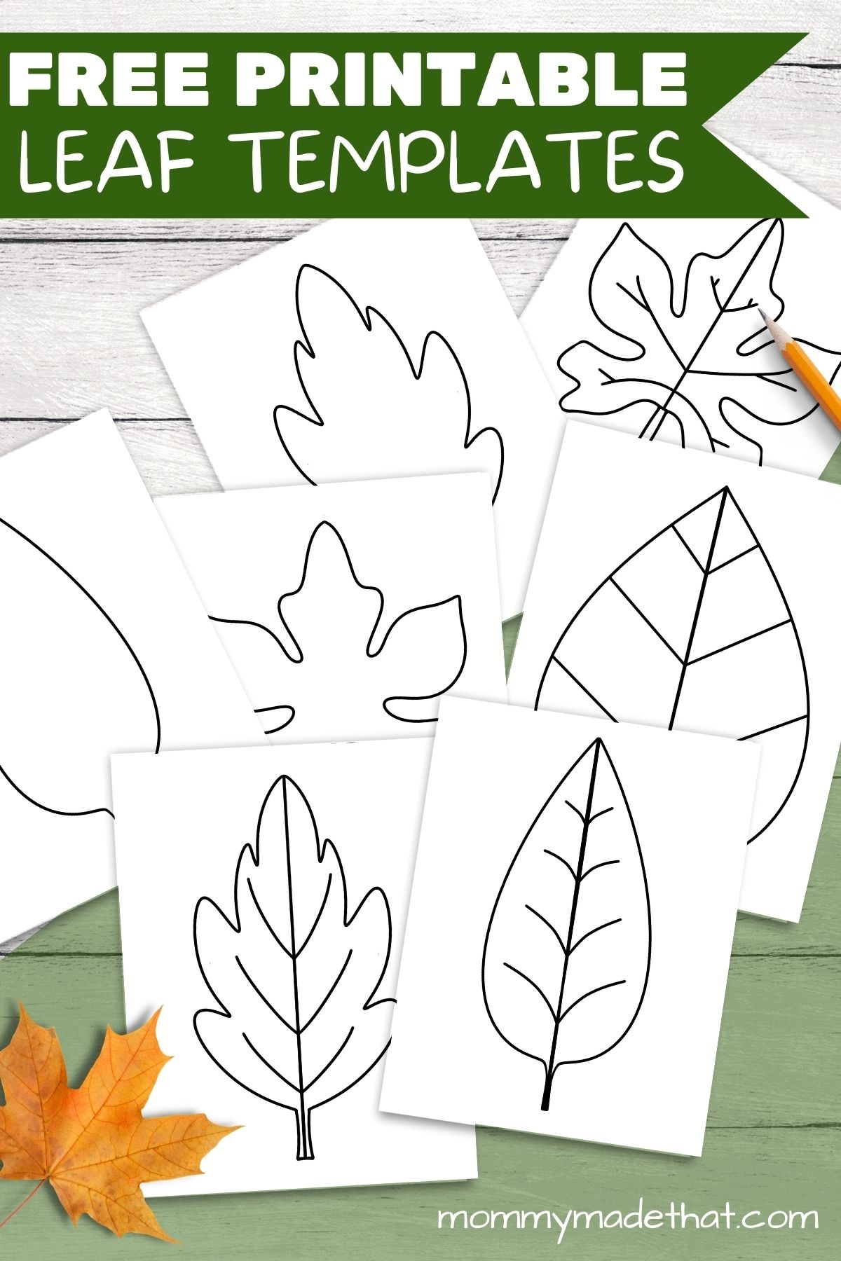 Free Leaf Templates U0026 Outlines Tons Of Printables Free Leaf Templates U0026 Outlines Tons Of Printables