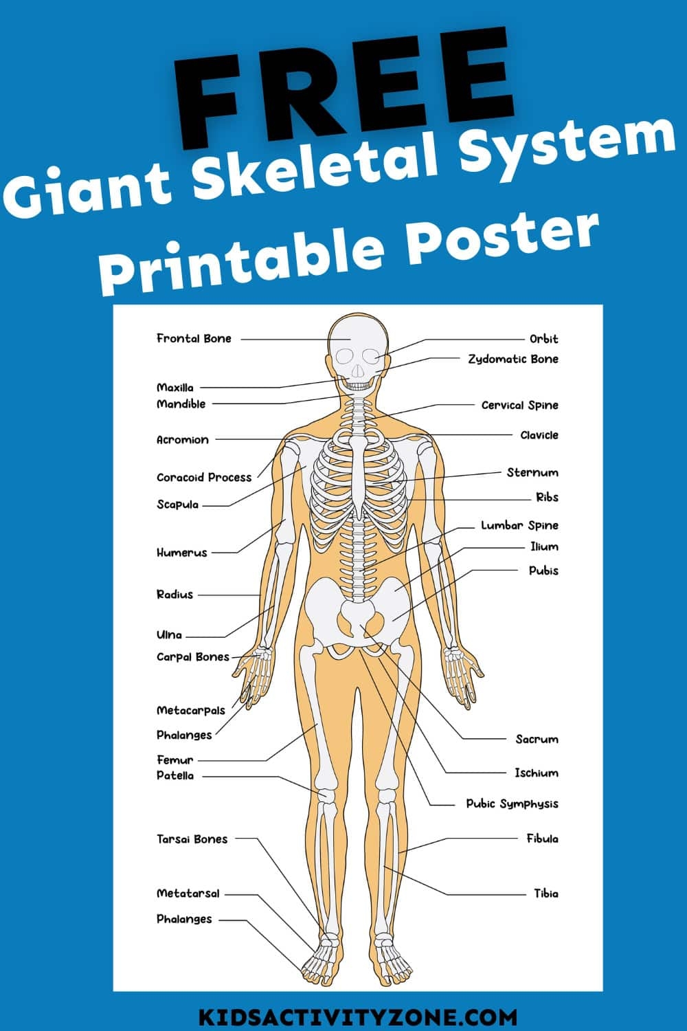 Printable Skeleton Free Printable Skeleton Free