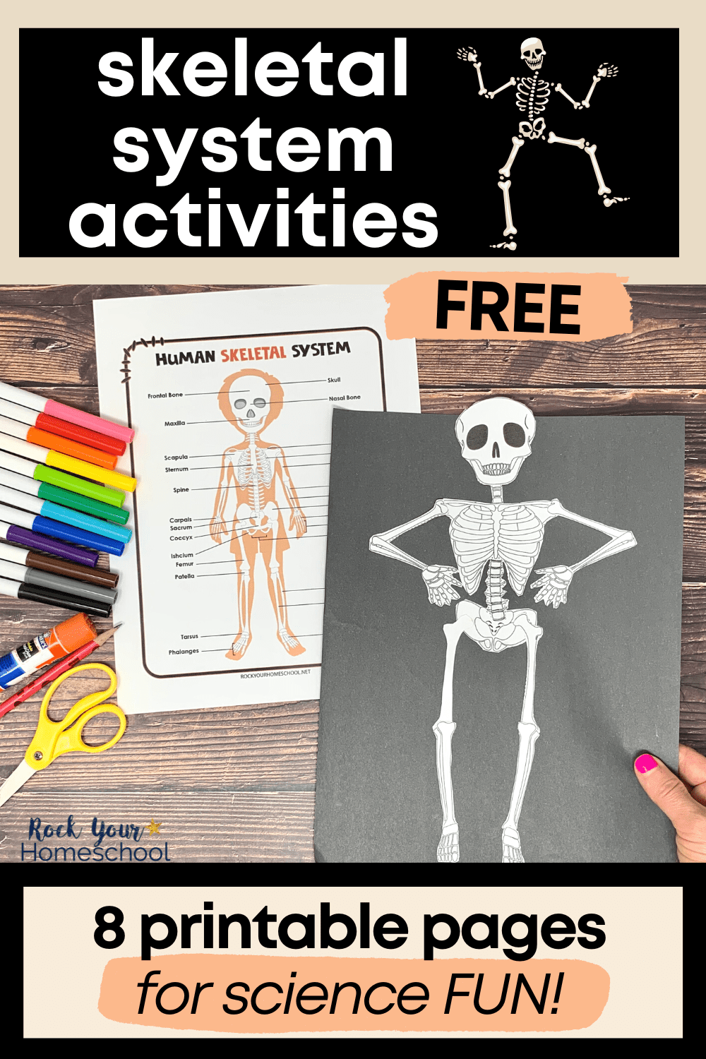 Human Skeletal System Activities 5 Cool Ways Free Printables Human Skeletal System Activities 5 Cool Ways Free Printables