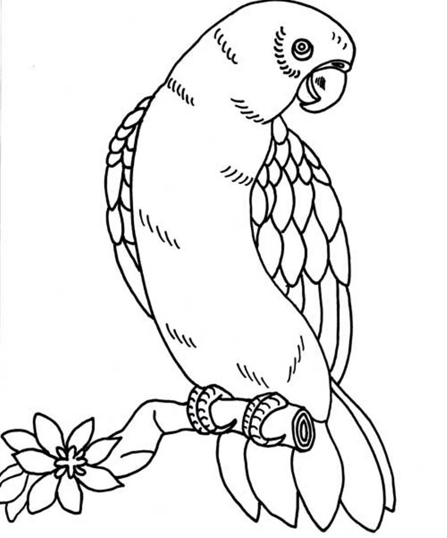 Parrot 16225 Animals Free Printable Coloring Pages