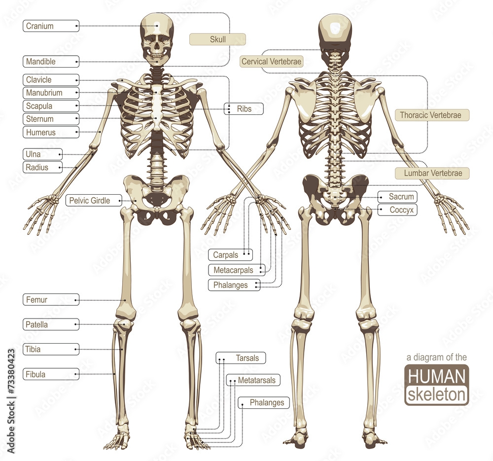 Free Printable Human Skeleton Diagram Free Printable Human Skeleton Diagram