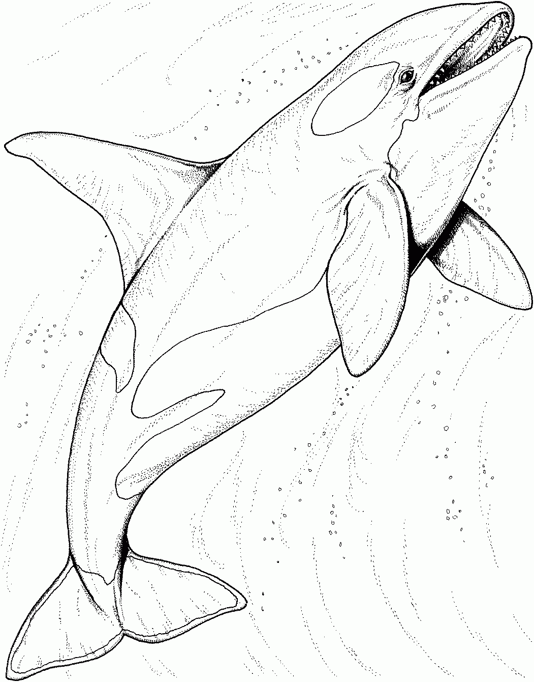 Whale Coloring Pages