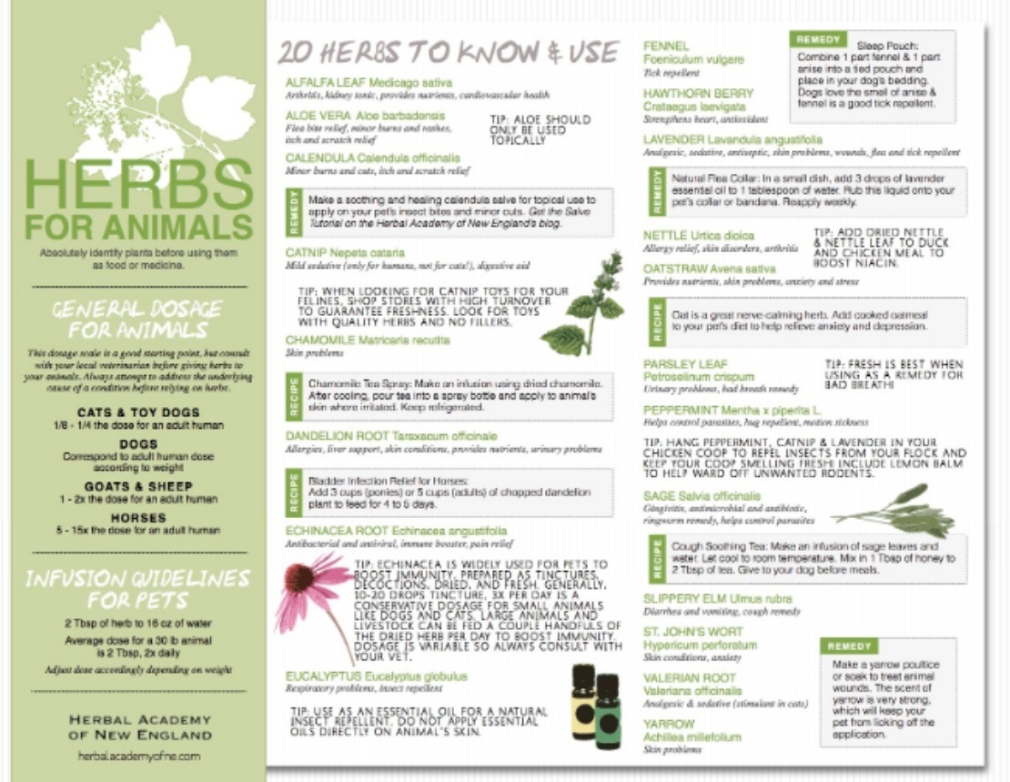 Get Our Free Herbs For Animals Chart Herbal Academy