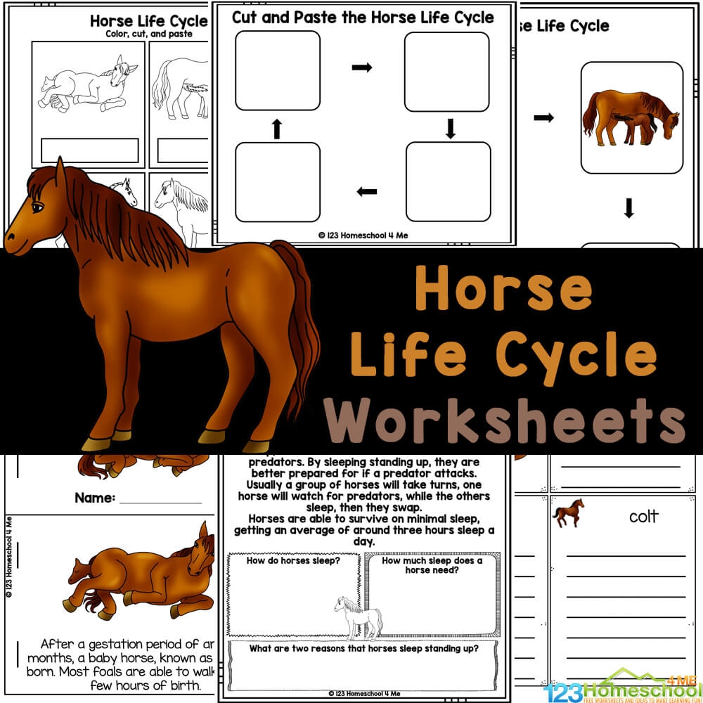 Horse Life Cycle Worksheets