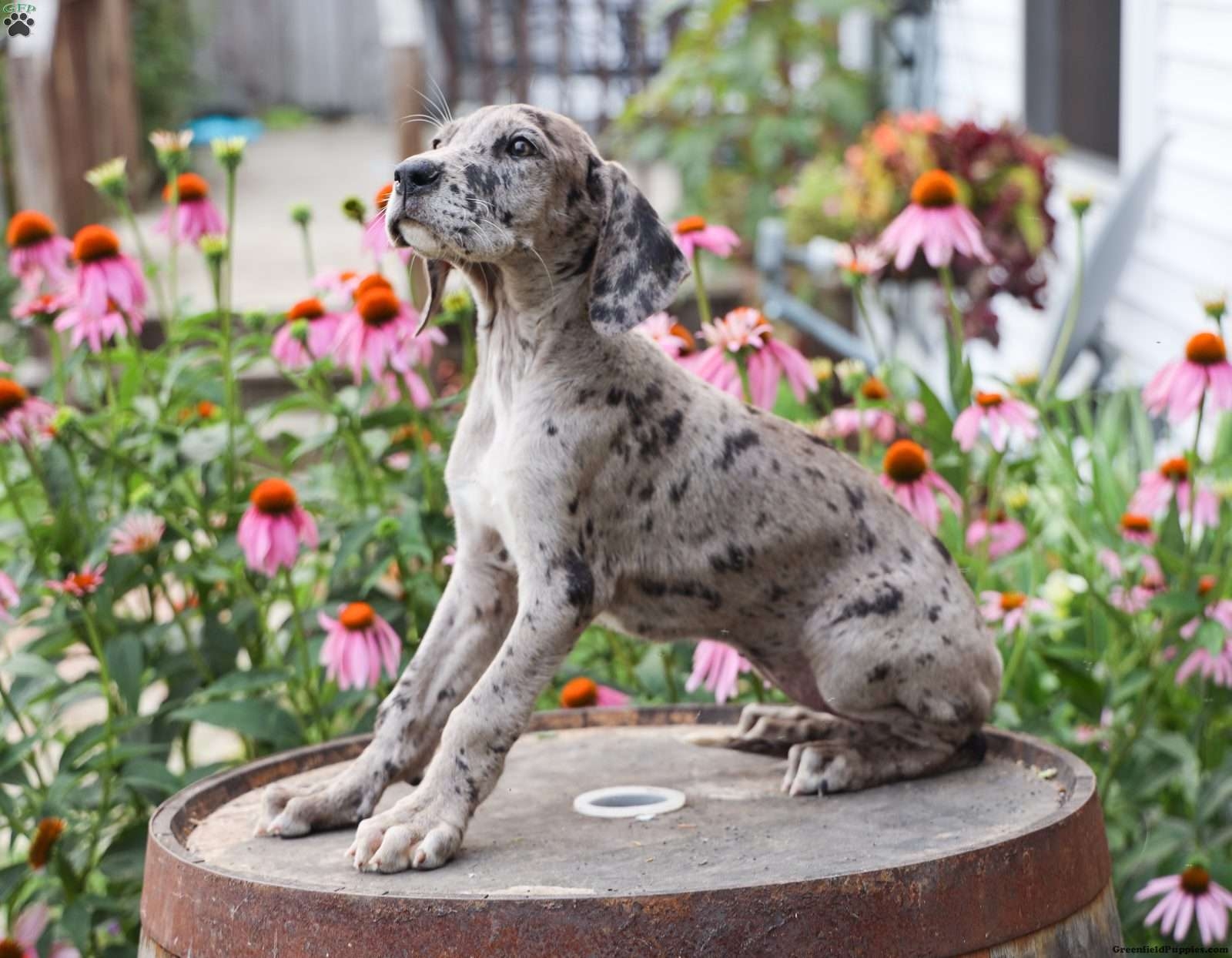 Free Printable Great Dane Litter Charts