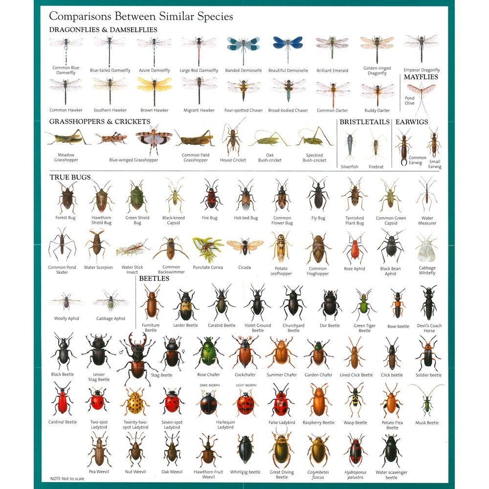 26 Bugs Ideas Bugs Insect Identification Garden Pests