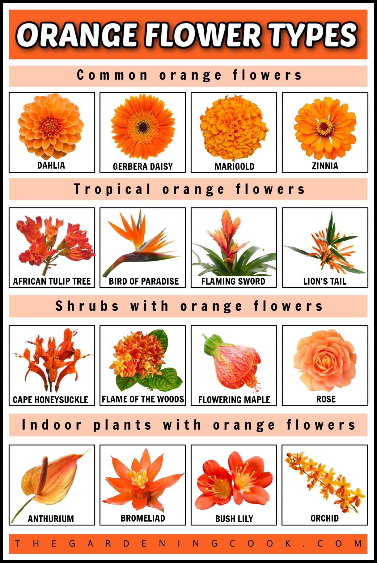 45 Orange Flower Names And Pictures Flower Identification List