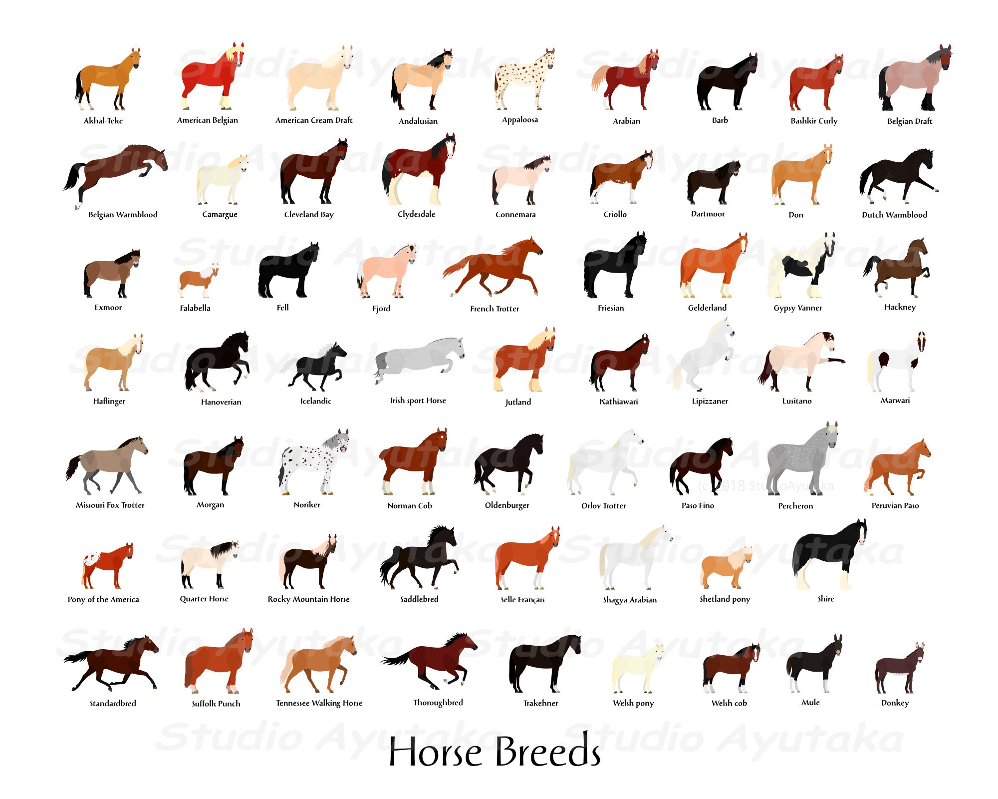60 Horse Breeds mule donkey 16 20 printable Chart Jpg Pdf Png Etsy