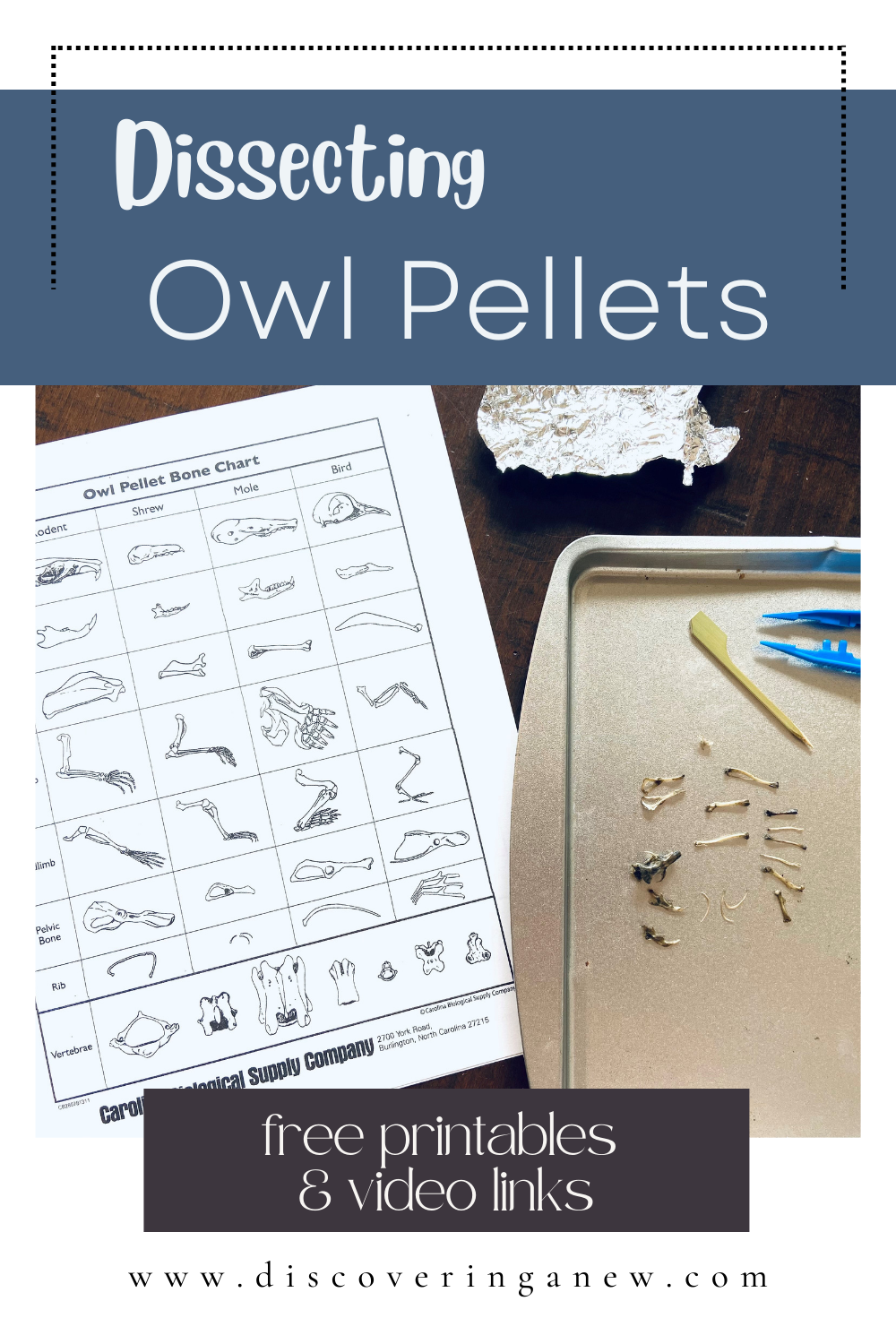 Free Printable Owl Pellet Bone Chart