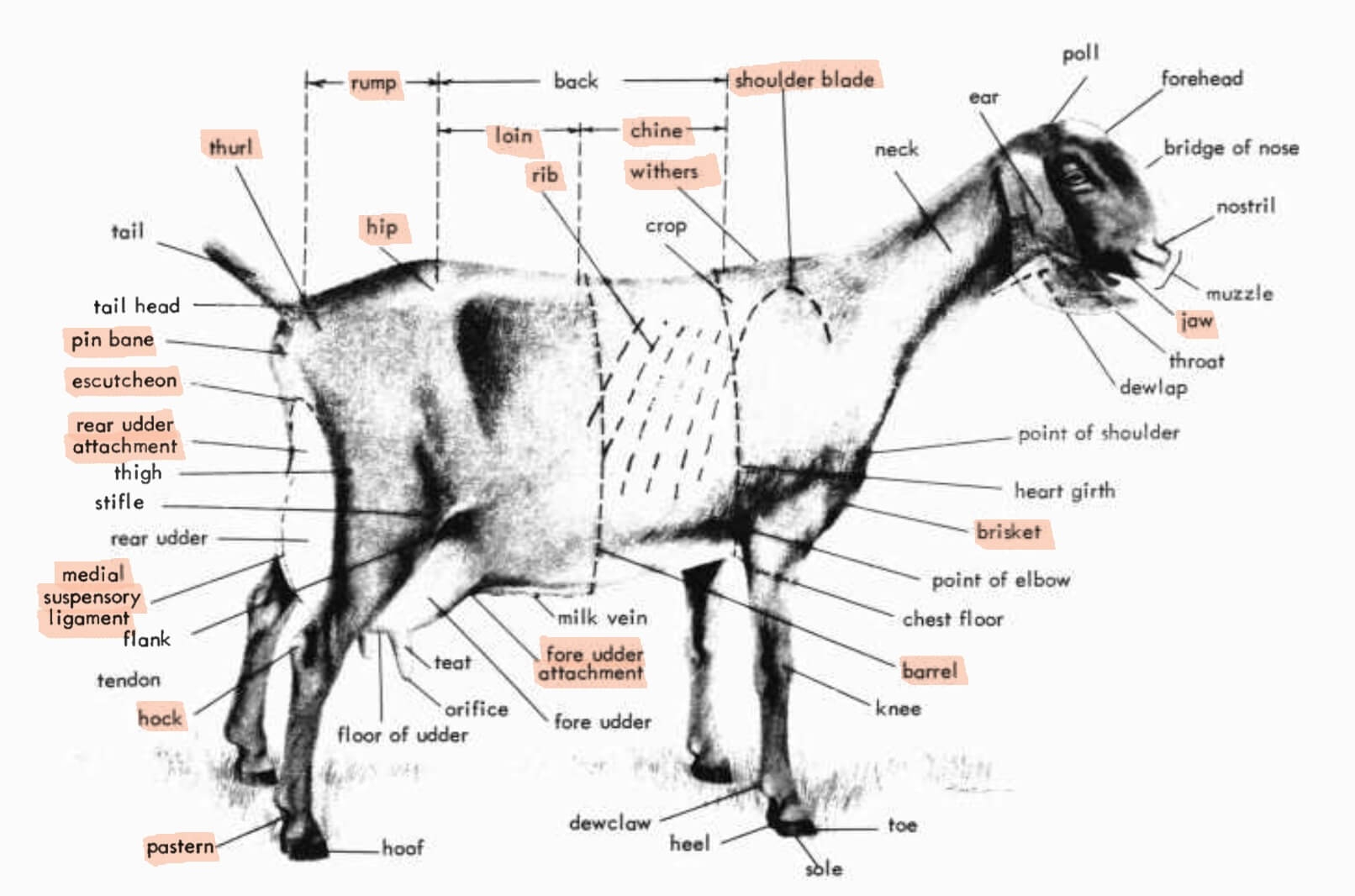 Printable Goat Anatomy Chart Printable Goat Anatomy Chart