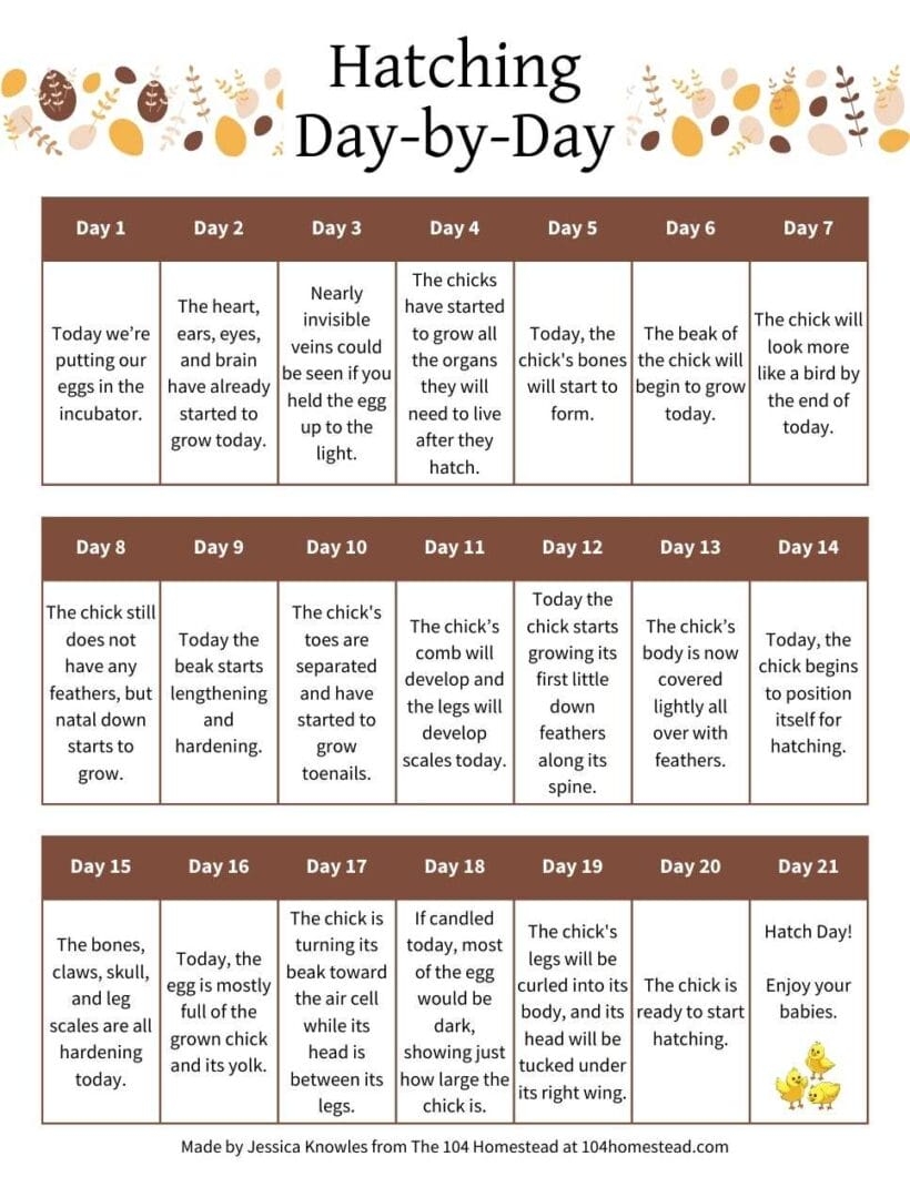 A Kid s Guide To Bringing Baby Chicks Into The World