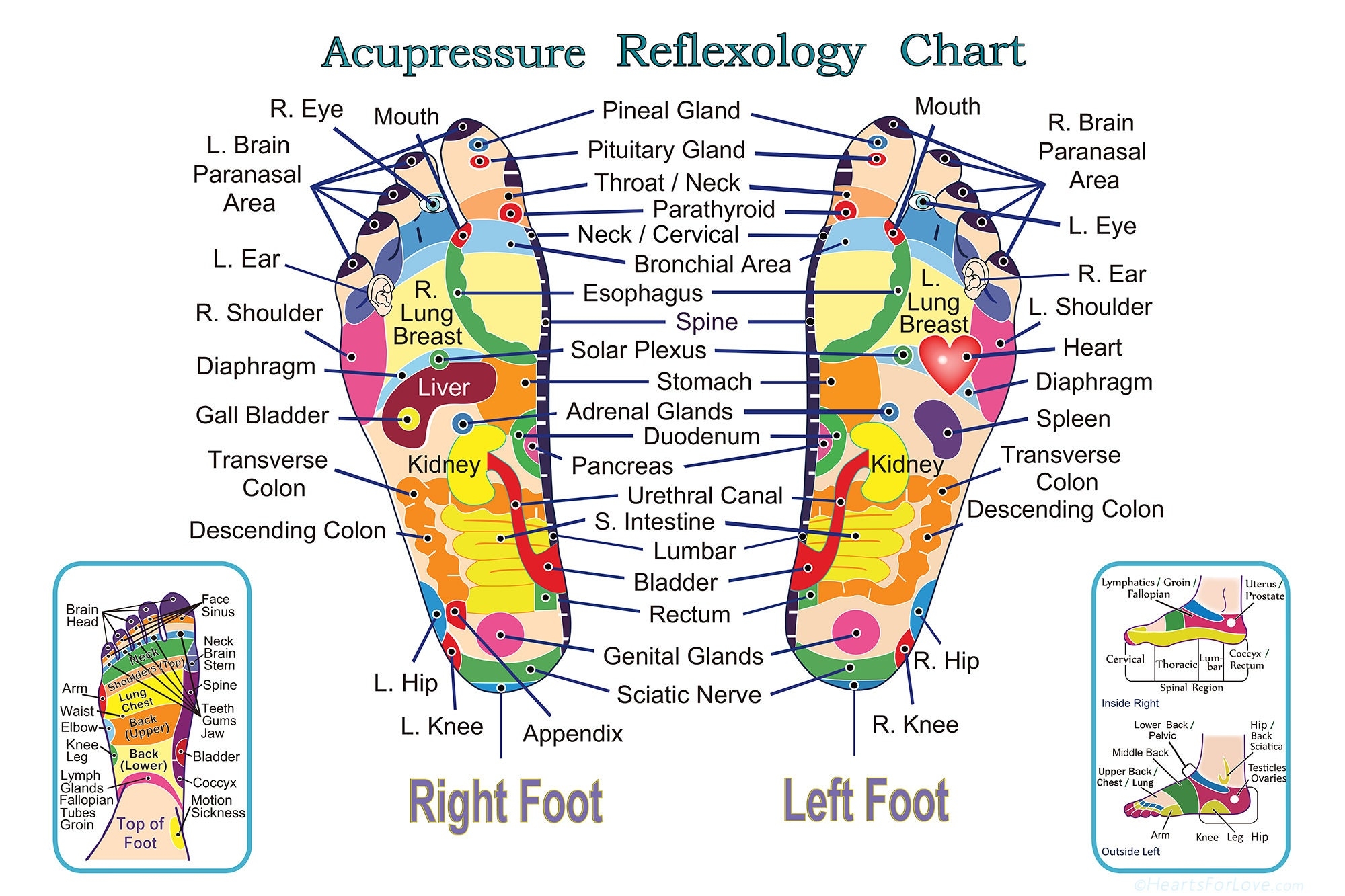 Acupressure And Reflexology Chart For The Feet Professional Quality Print Up To Three Feet Wide Etsy Acupressure And Reflexology Chart For The Feet Professional Quality Print Up To Three Feet Wide Etsy