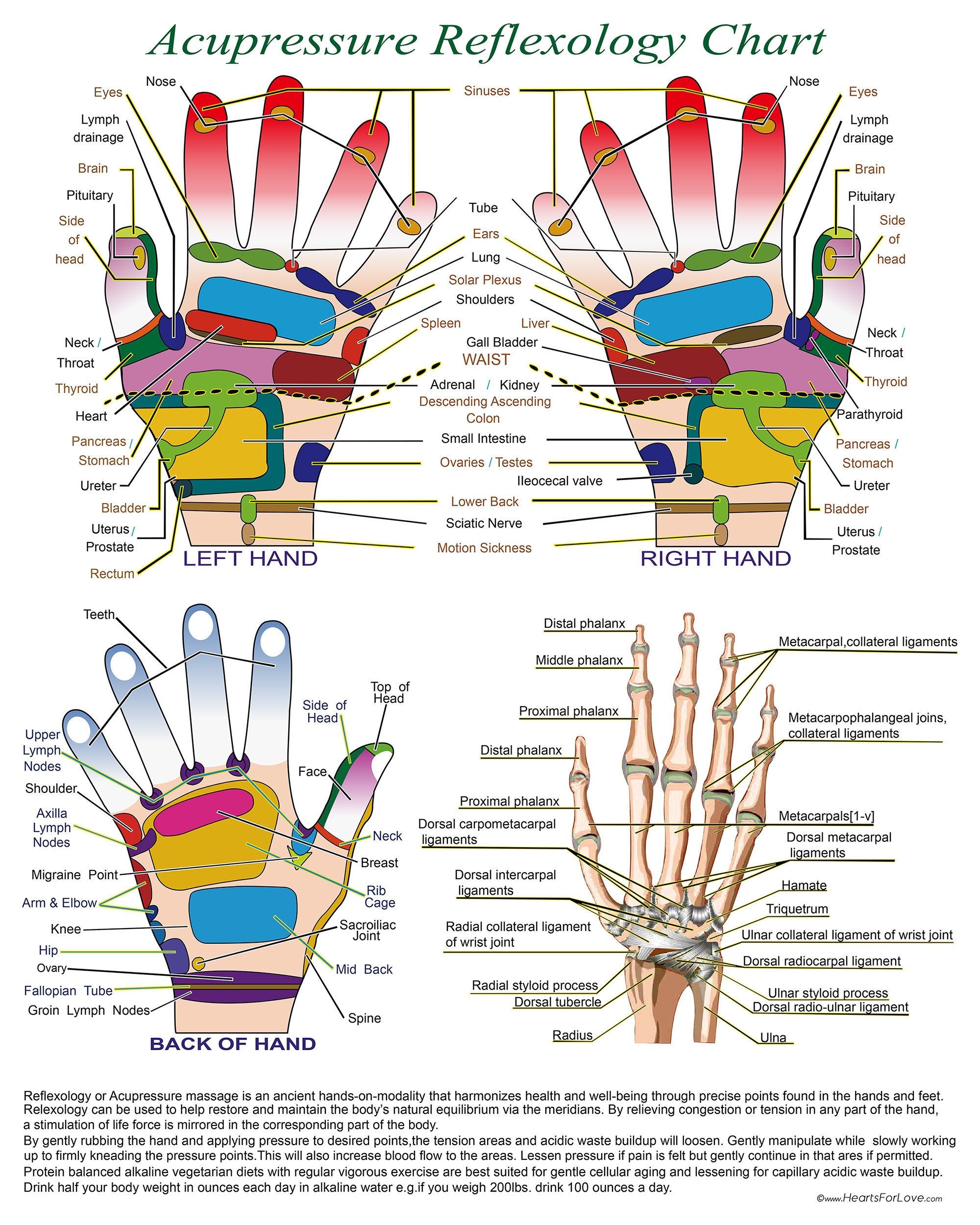 Acupressure Reflexology Chart With Precise Hand Diagrams Professional Print Etsy