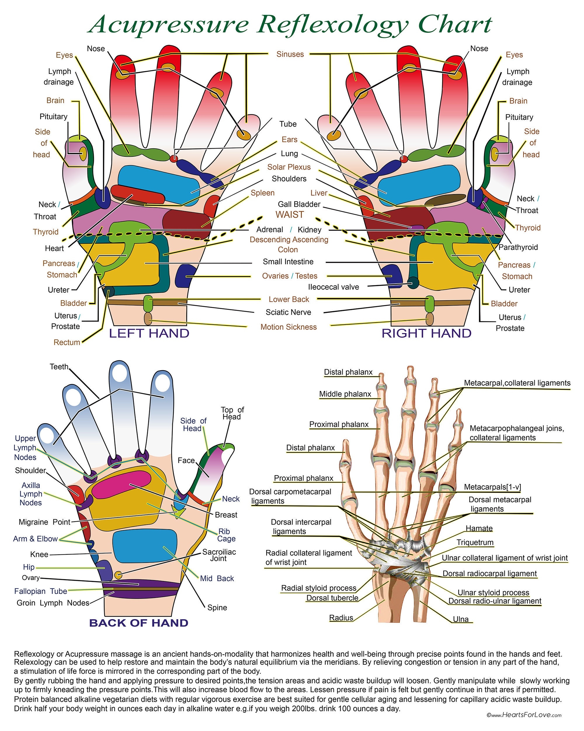 Acupressure Reflexology Chart With Precise Hand Diagrams Professional Print Etsy Acupressure Reflexology Chart With Precise Hand Diagrams Professional Print Etsy