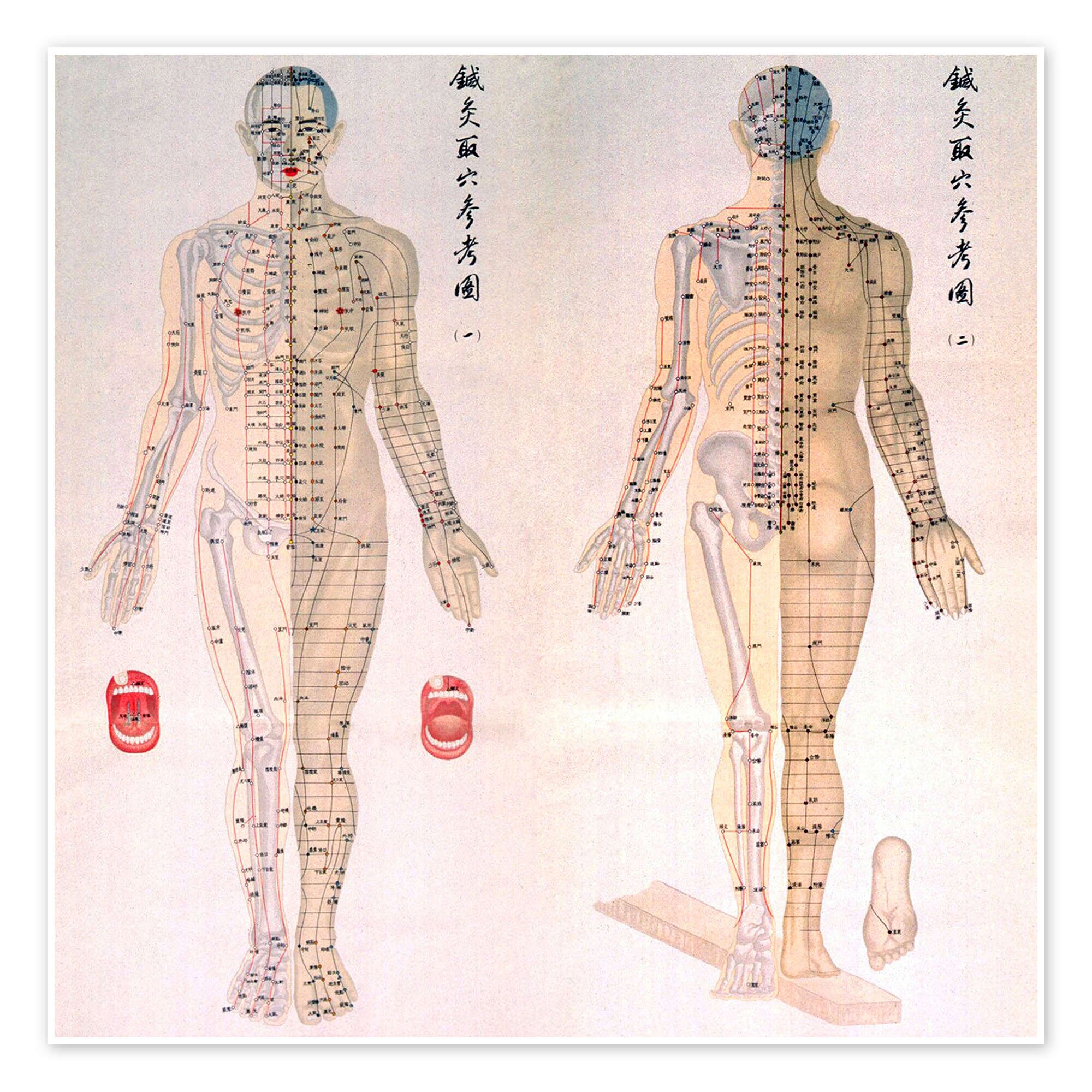 Acupuncture Map Of The Male Body Print By Everett Collection Posterlounge