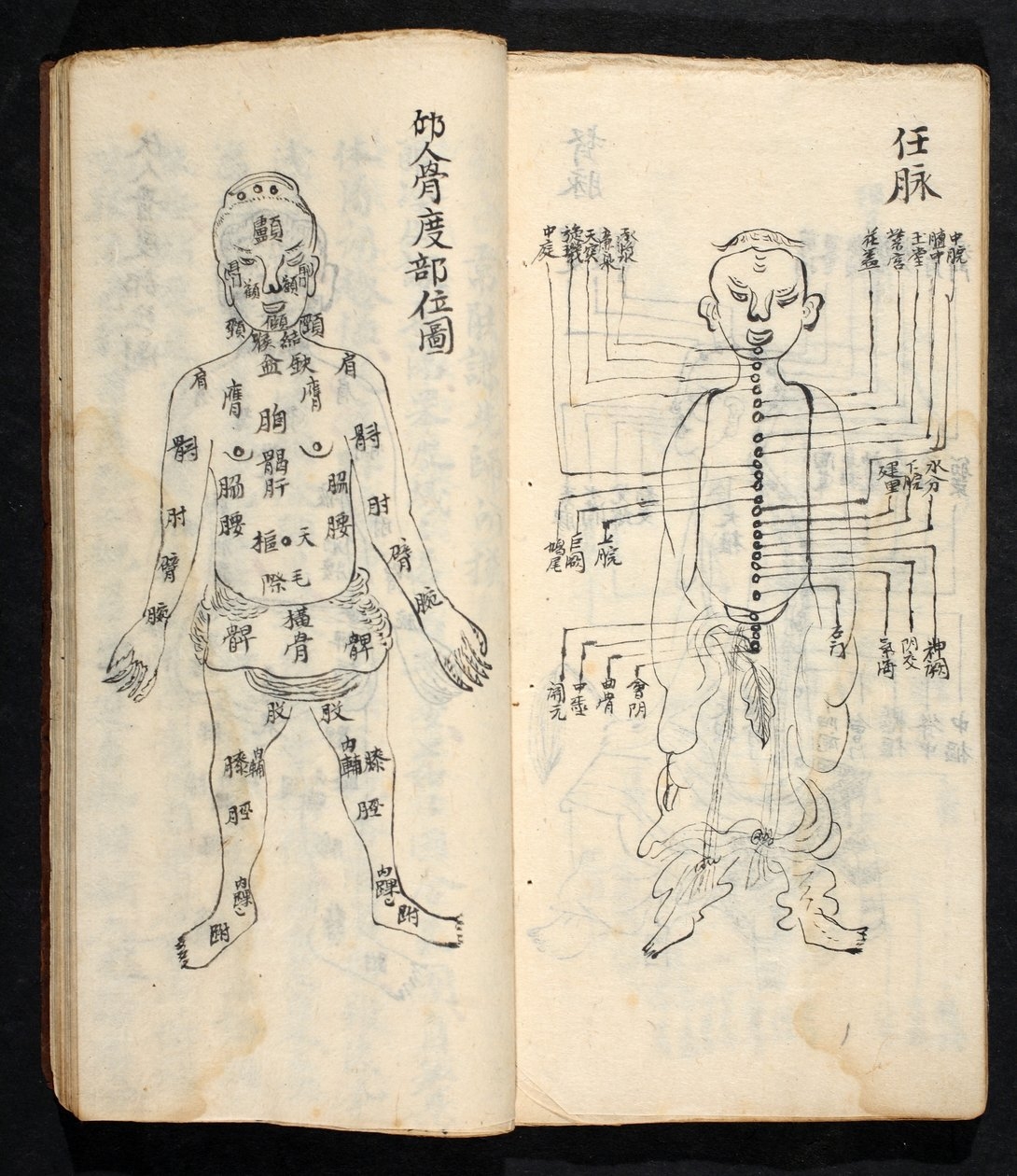 Acupuncture Points Along The Central Line Of The Body From Jing Guan Qi Zhi The Beginnings And Ends Of Acupuncture Points And Channels Pub Southern China Early 18th Century
