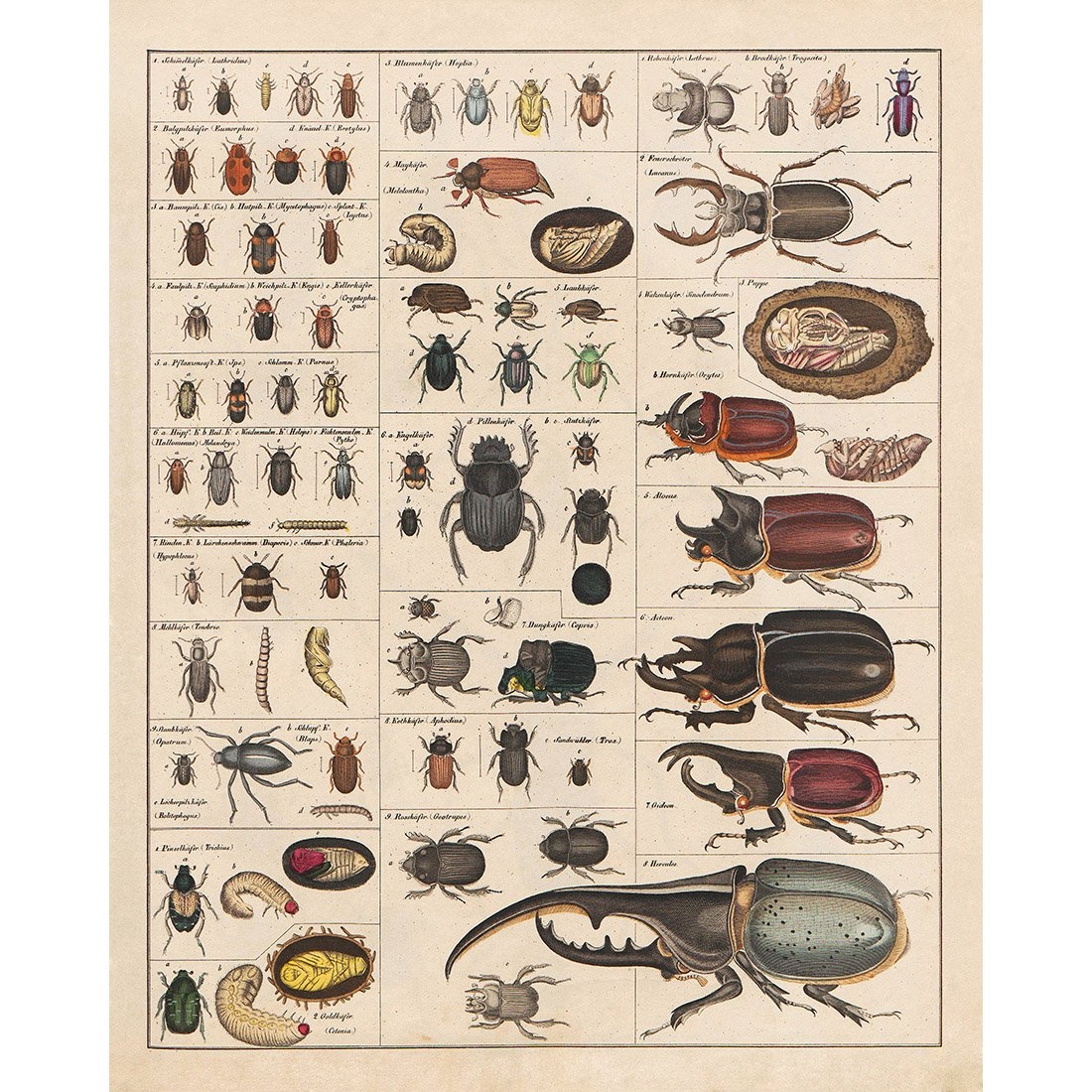 Amazon Meishe Art Vintage Poster Print Insects Collection Species Identification Reference Chart Entomology Diagram Classroom Club Wall Decor Office Products