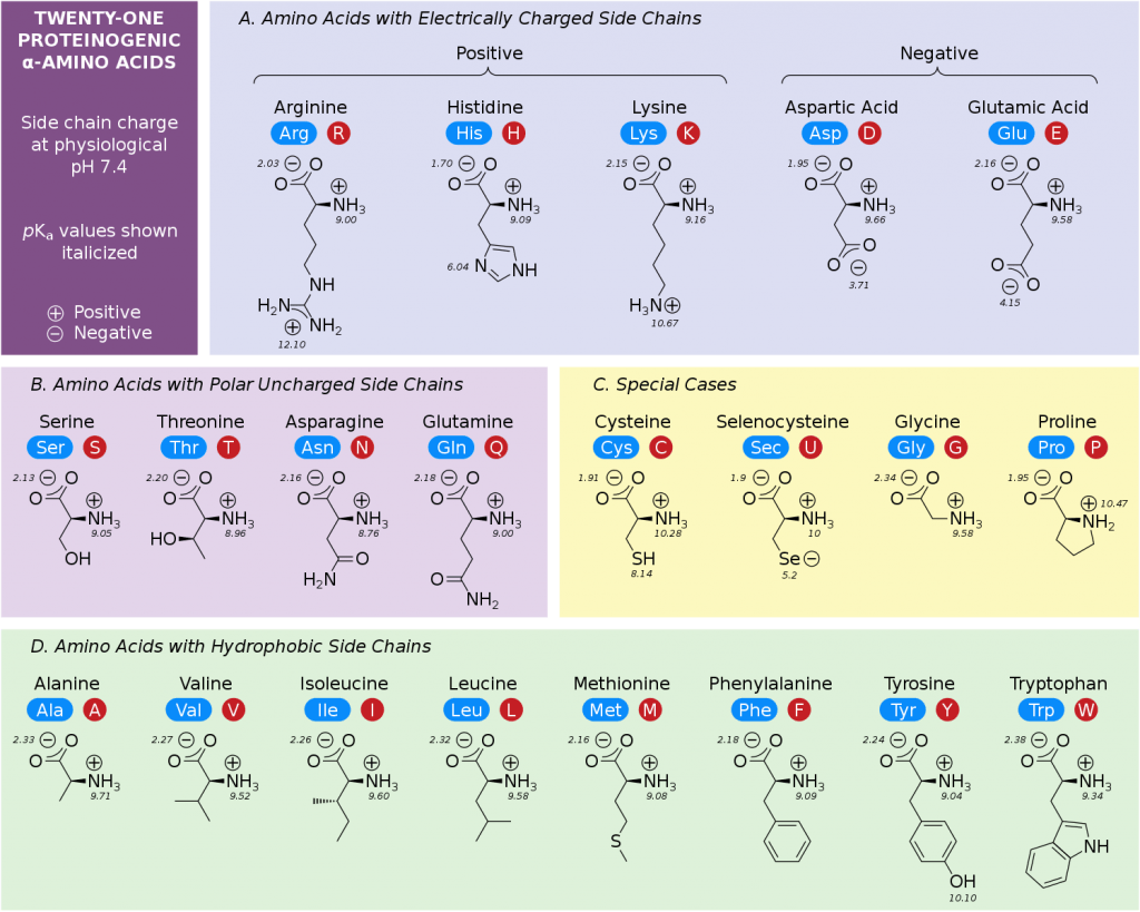 Amino Acid Chart ChemTalk