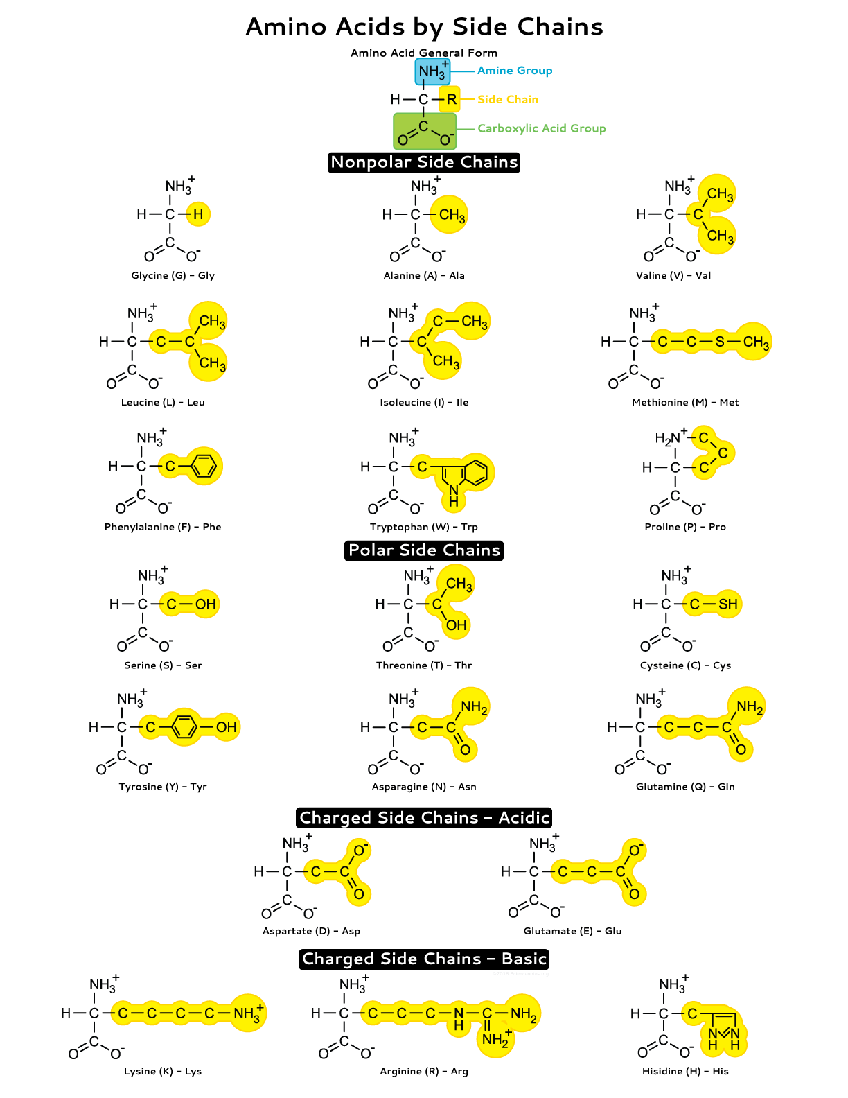 Amino Acid Side Chains Study Sheet