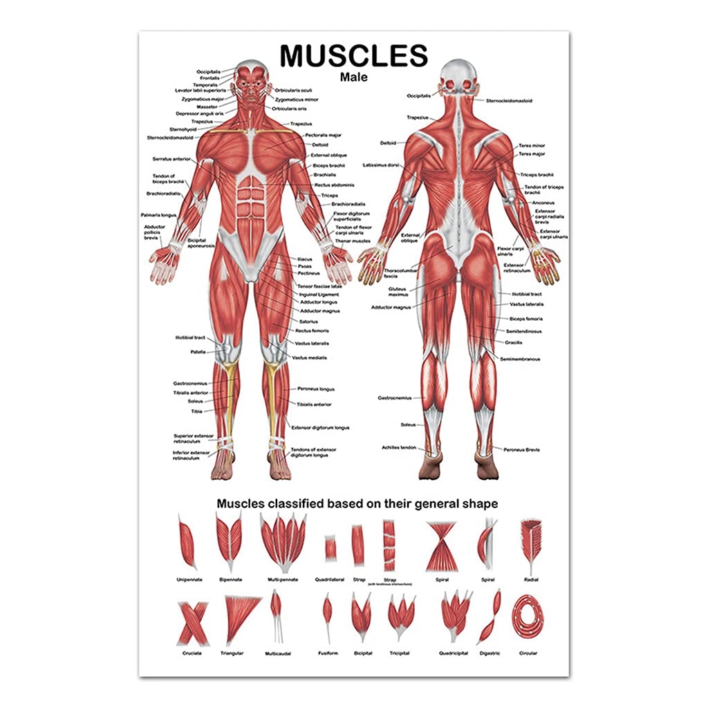 Anatomy Poster ZHONGJIUYUAN 1PC Silk Cloth Muscular System Anatomical Poster Muscle Anatomy Chart Art Poster Print Body Map Painting Wall Pictures For Medical Education Office Home Decor 40x50cm All Muscles Of