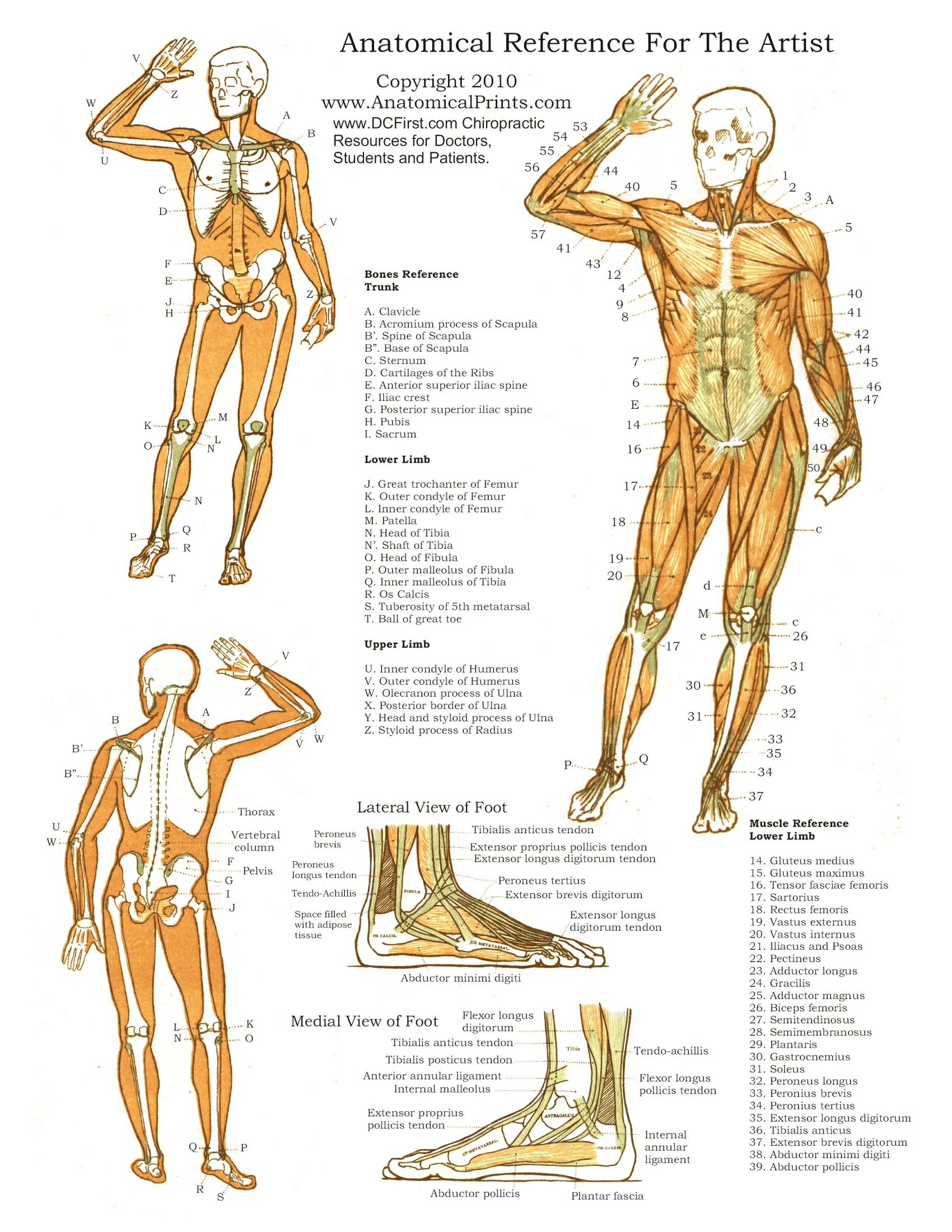 Anatomy Posters Poster Template Anatomy Posters Poster Template
