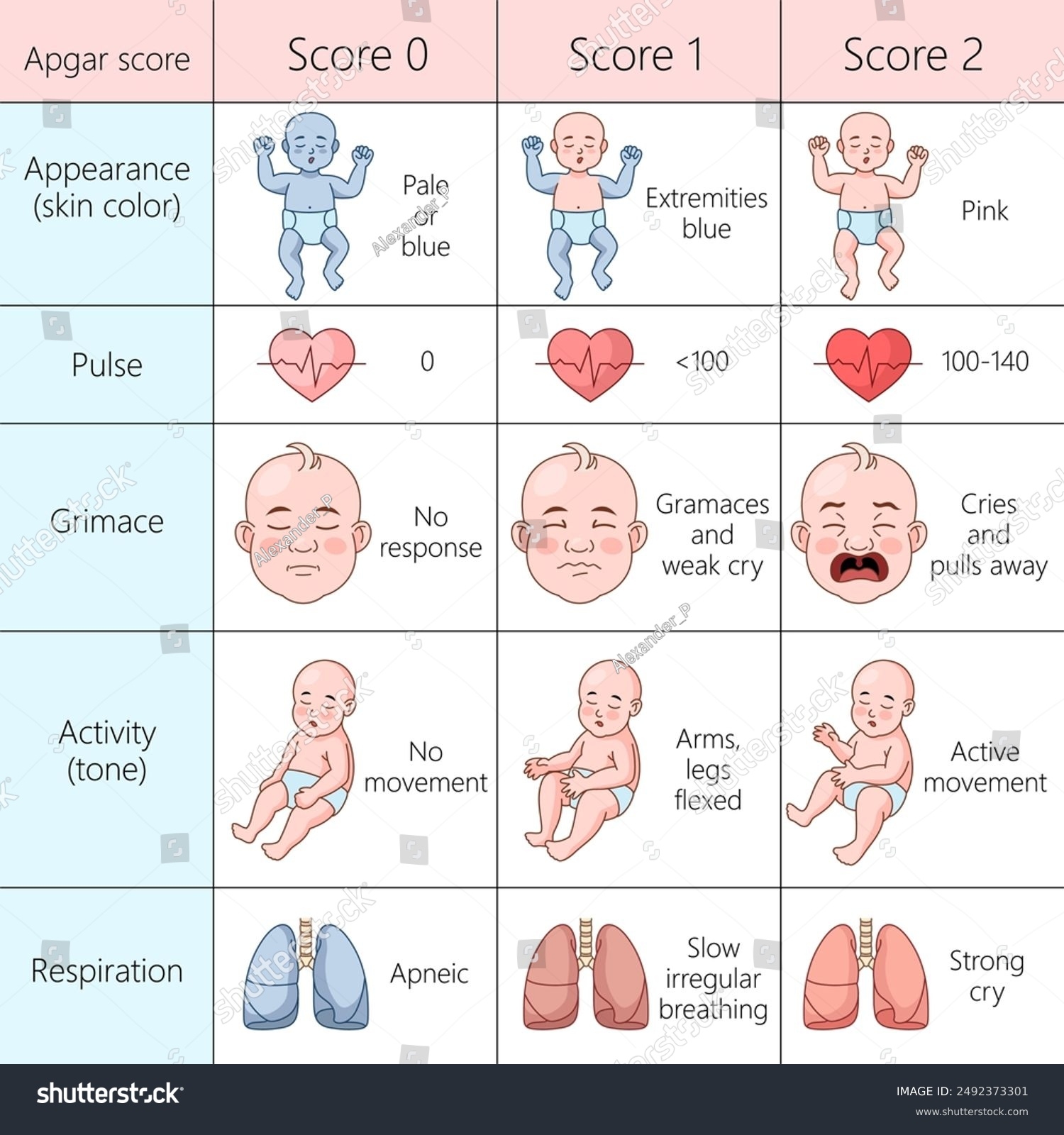 Pdf Printable Apgar Score Chart