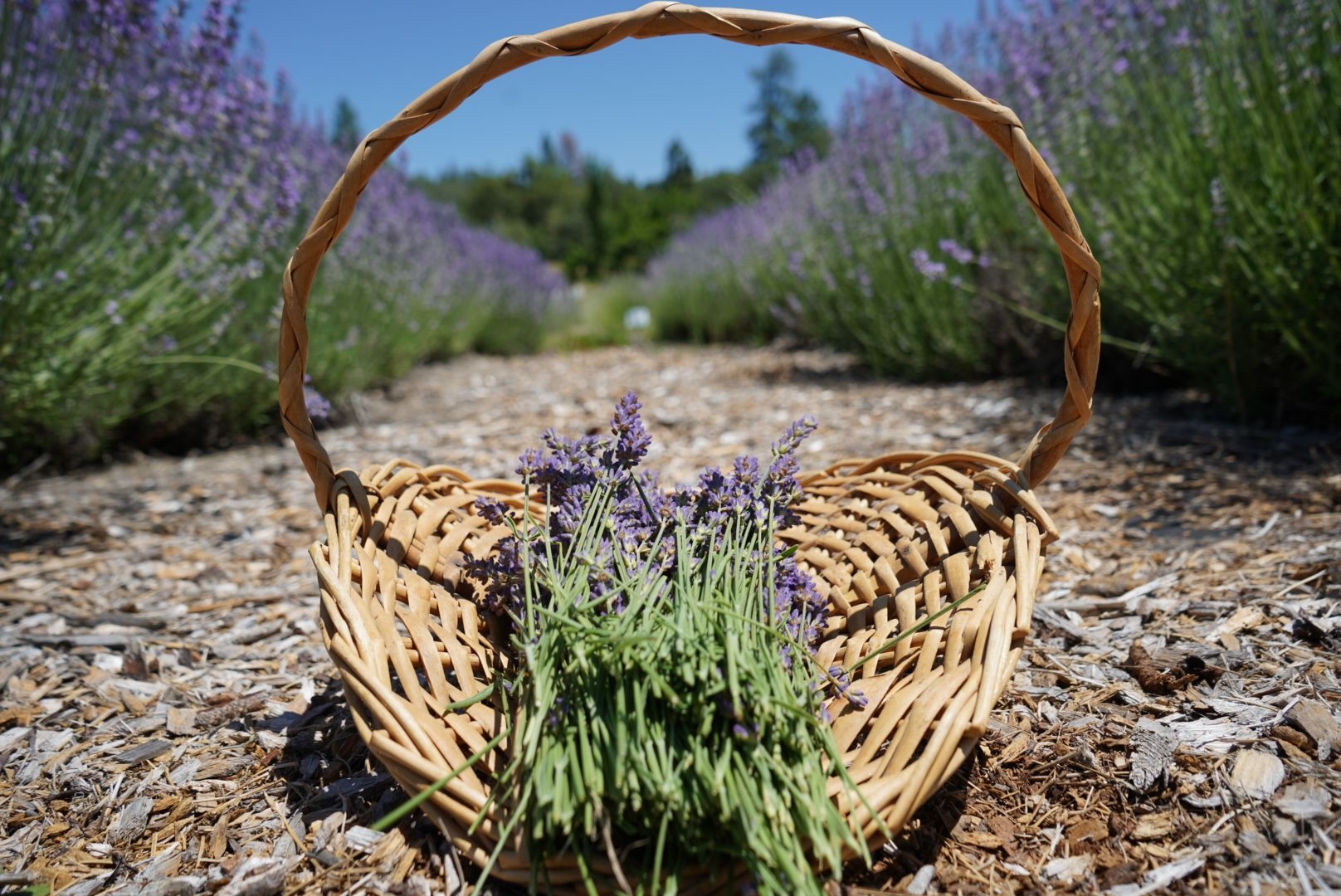 Apple Hill Growers Association Open Year Round