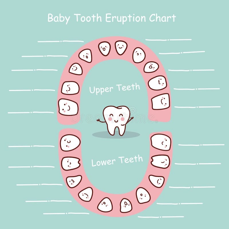 Baby Teeth Chart Stock Illustrations 142 Baby Teeth Chart Stock Illustrations Vectors Clipart Dreamstime Baby Teeth Chart Stock Illustrations 142 Baby Teeth Chart Stock Illustrations Vectors Clipart Dreamstime