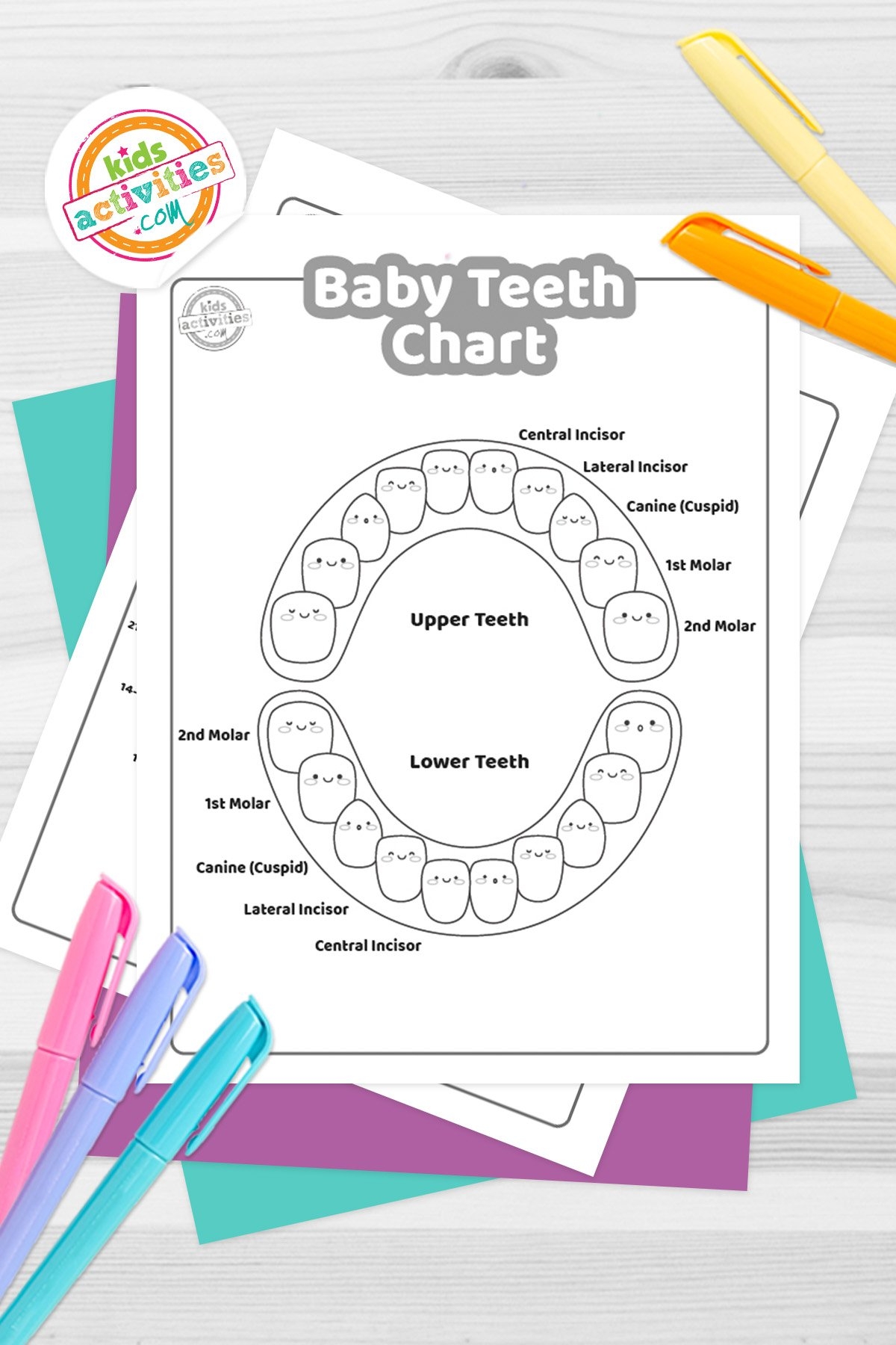 Baby Teeth Chart To Print Kids Activities Blog Baby Teeth Chart To Print Kids Activities Blog
