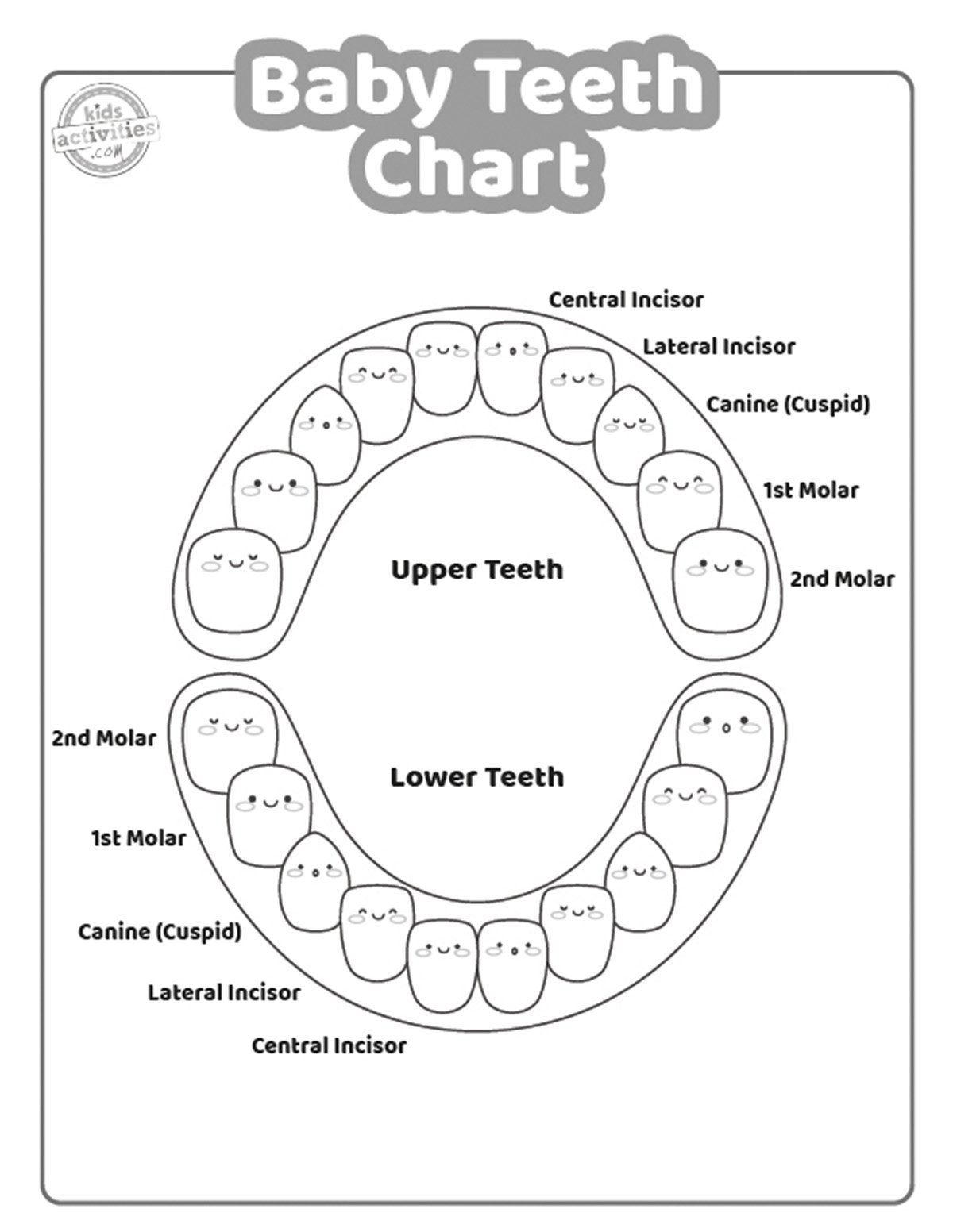 Printable Baby Tooth Chart Printable Baby Tooth Chart