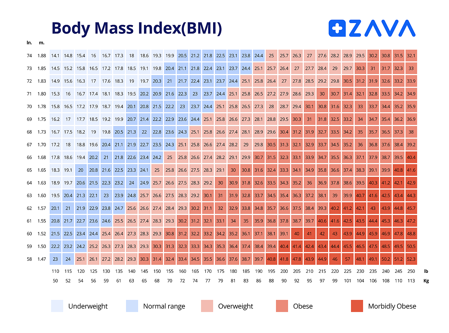 BMI Calculator Check Your Weight Loss With ZAVA Tool ZAVA UK
