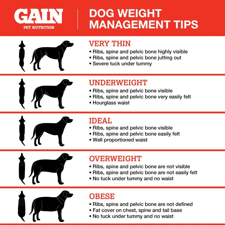 Weight Loss Chart For Dogs Weight Loss Chart For Dogs