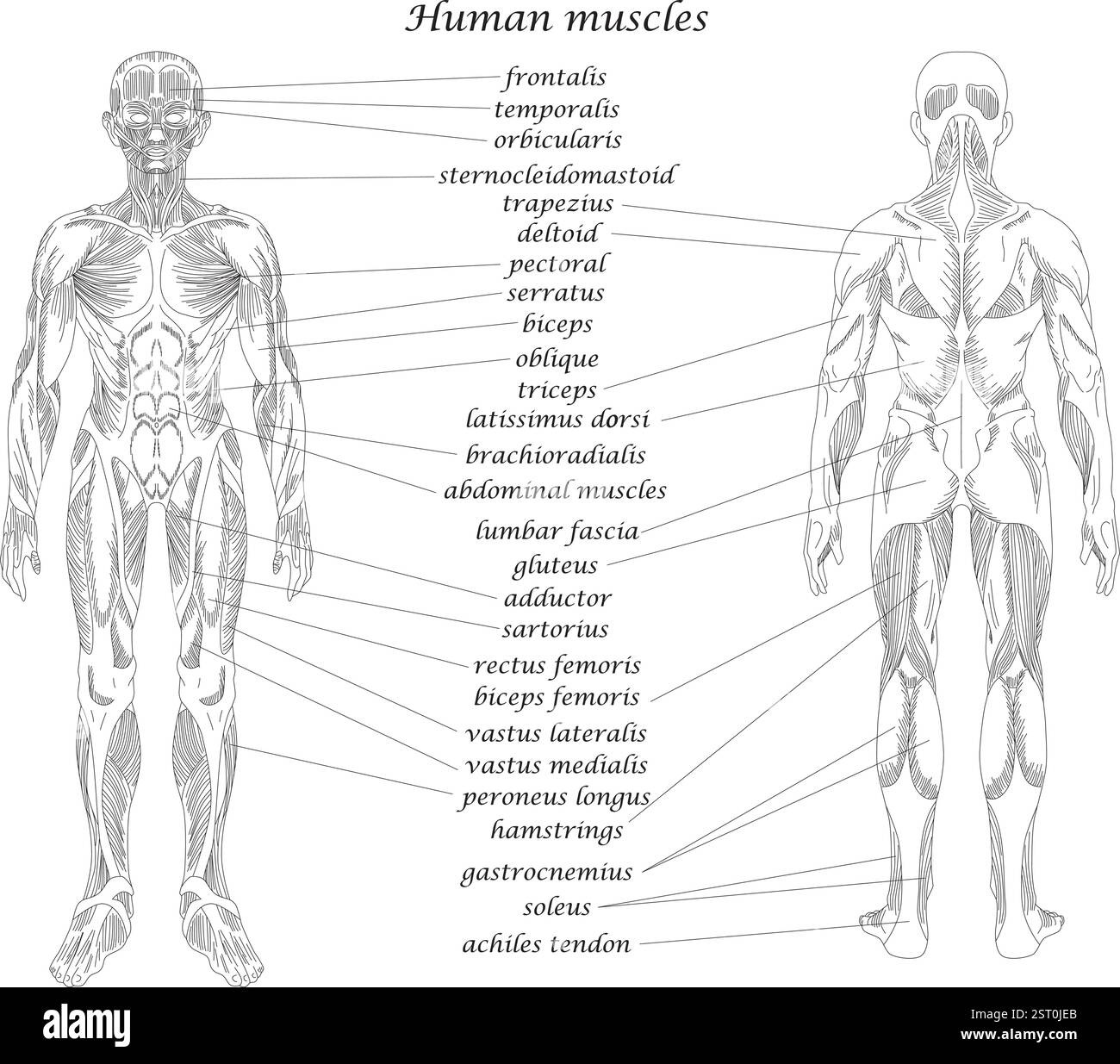 Body Muscles Cut Out Stock Images Pictures Alamy