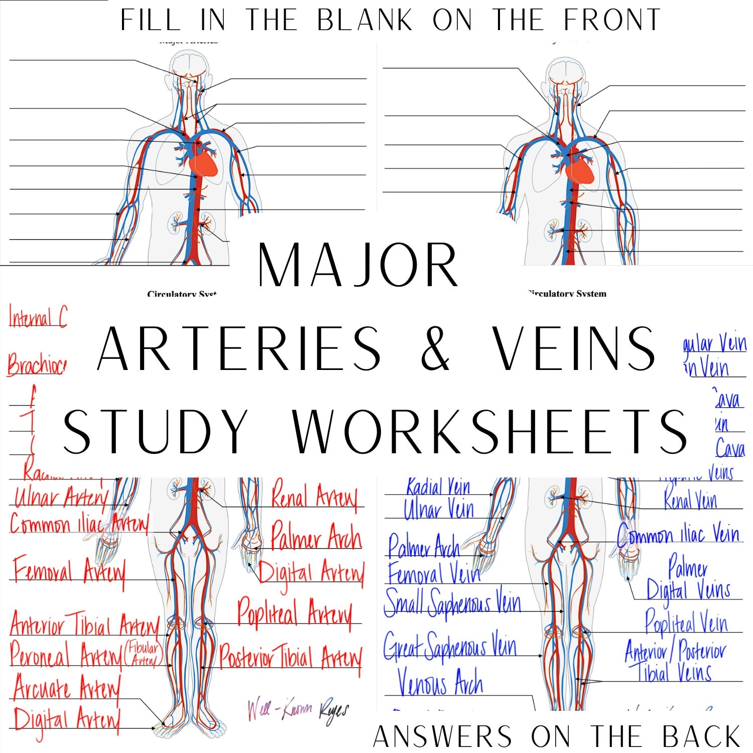 Free Printable Venous Insufficiency Ultrasound Worksheet