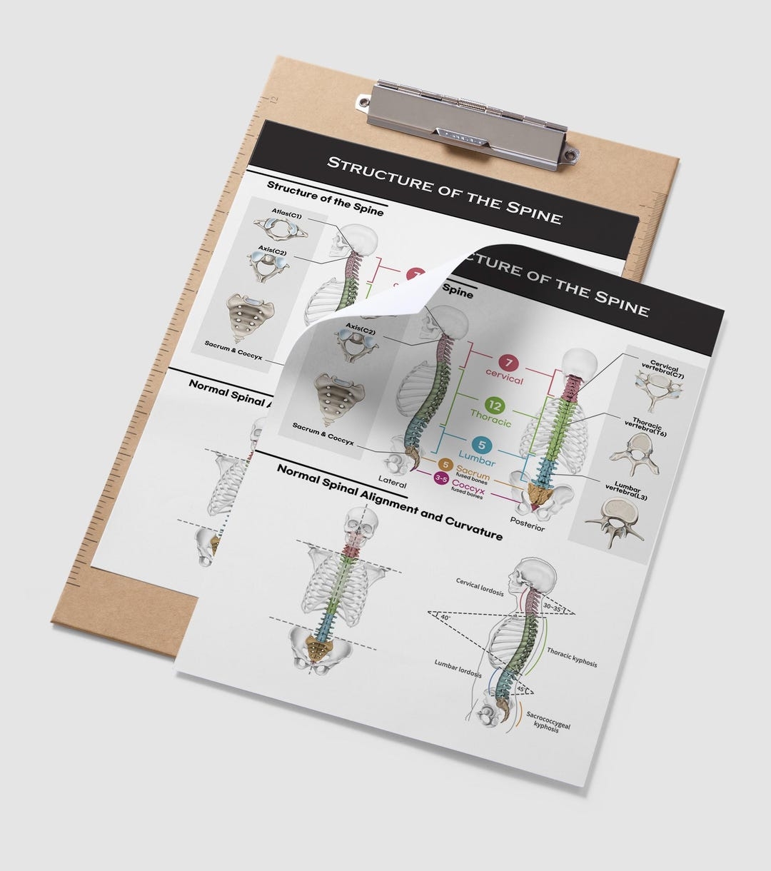 Printable Amo Spine Chart Printable Amo Spine Chart