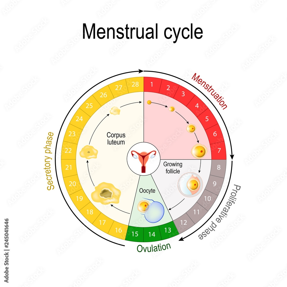 Printable Menstrual Calendar Chart