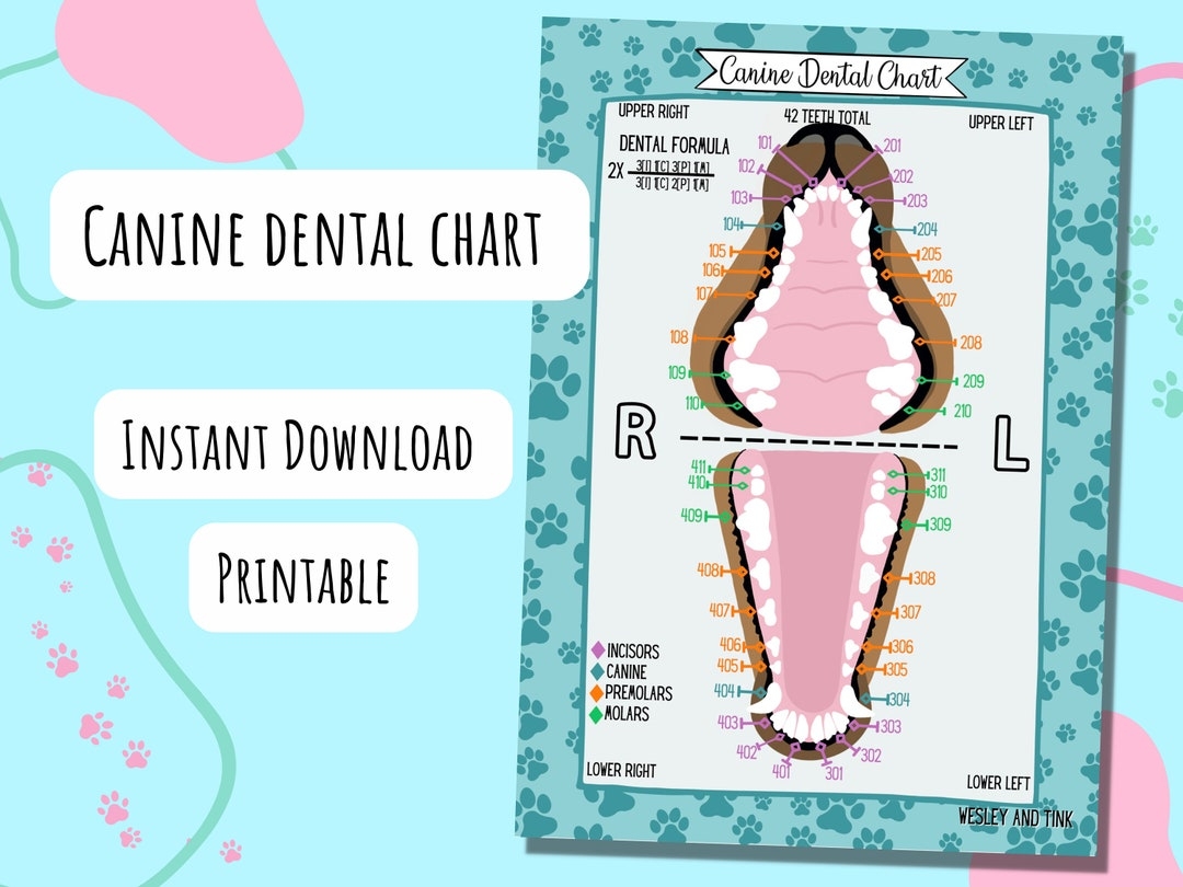 Canine Dental Chart DIGITAL DOWNLOAD Printable Poster Reference Card Study Vet Veterinary Etsy Hong Kong