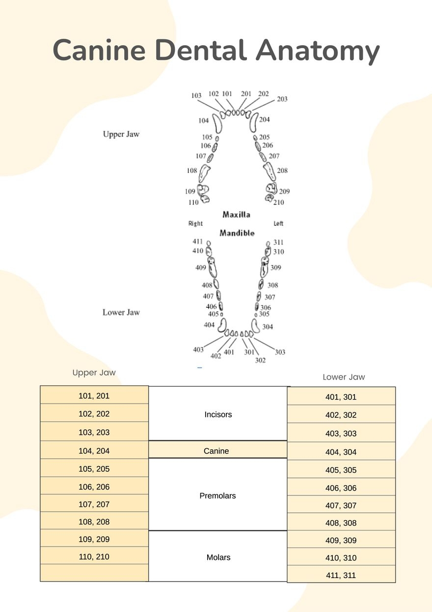 Printable Canine Dental Chart Pdf