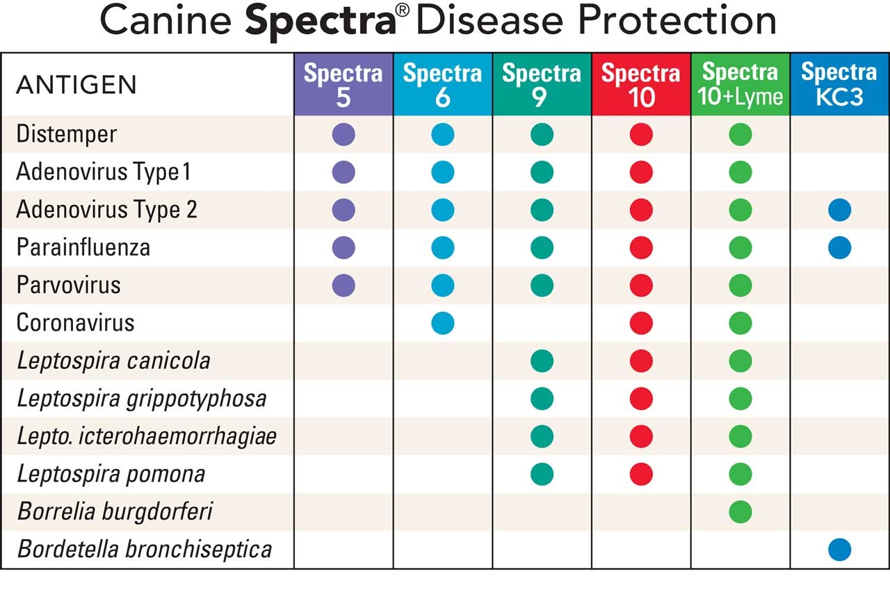 Canine Schedule Protection Charts VaccinateYourPets Canine Schedule Protection Charts VaccinateYourPets