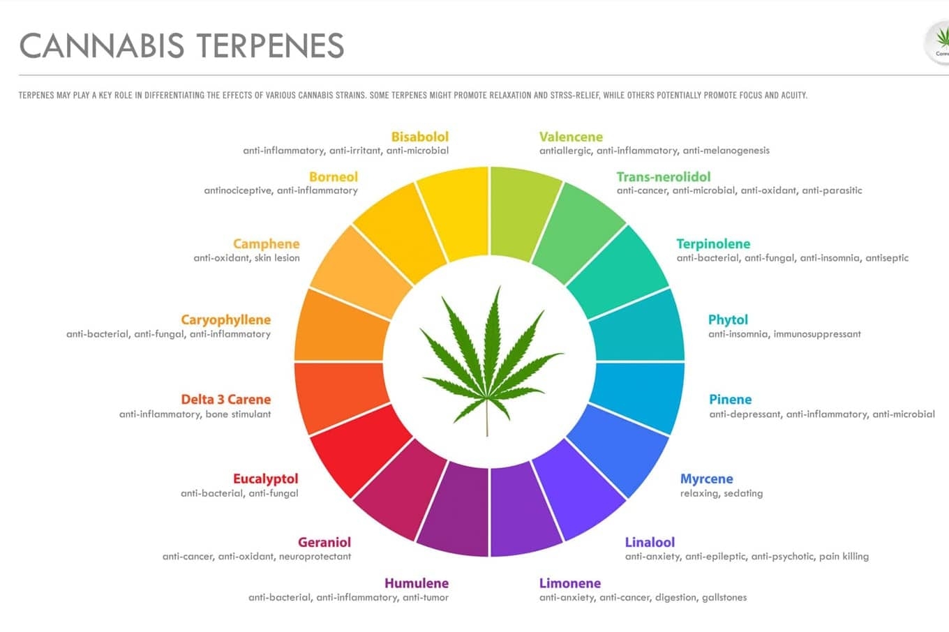 Cannabis Terpenes Guide Effects Chart Types CBD Alchemy