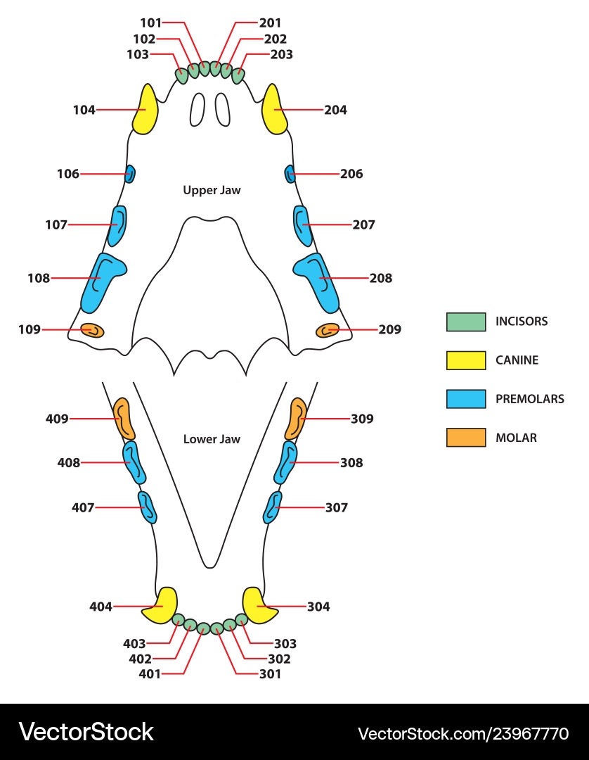 Cat Dental Formula Chart Royalty Free Vector VectorStock