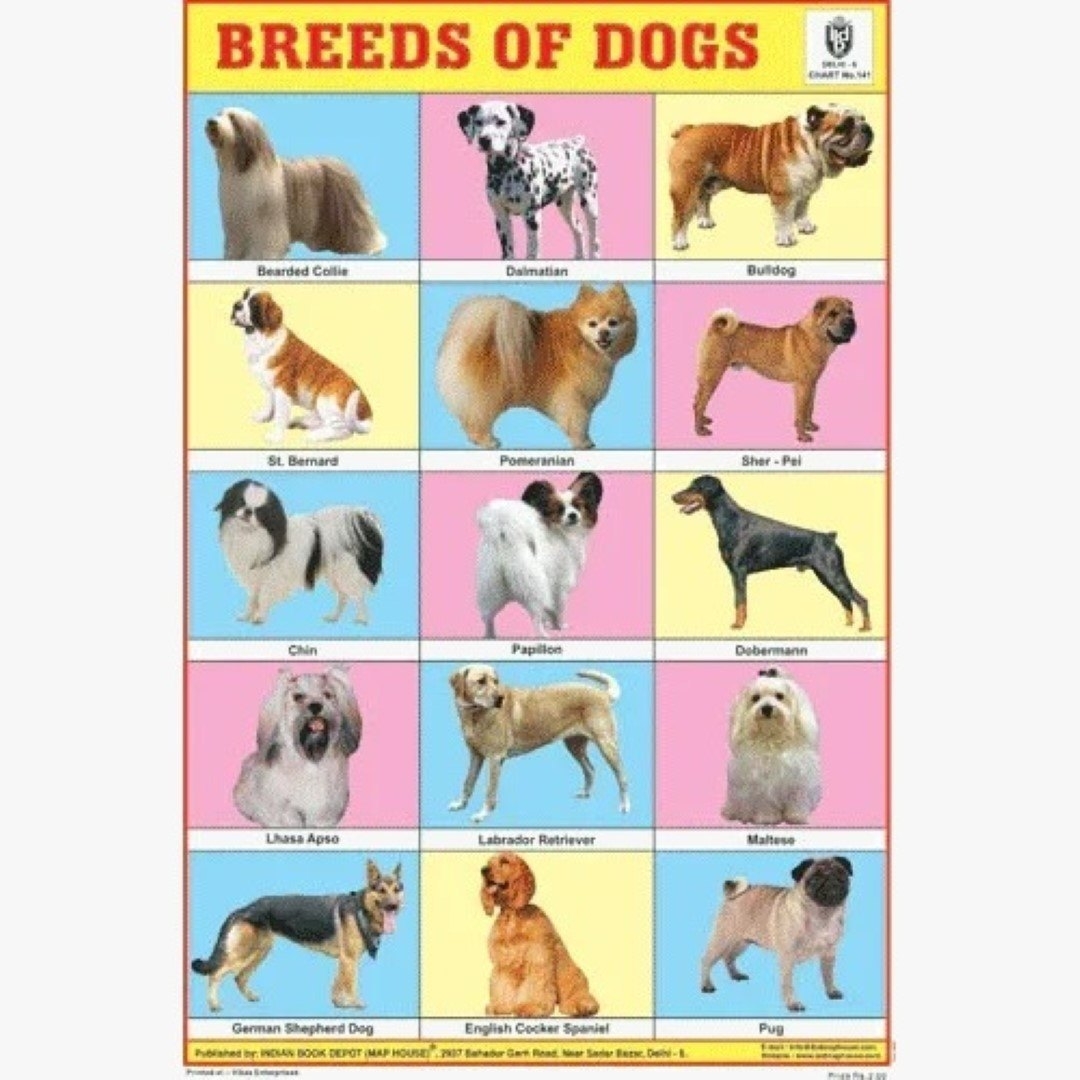 Chart With Dog Breeds From A To Z Printable ABC Dogs Breeds Dachshund Basset Hound Dog