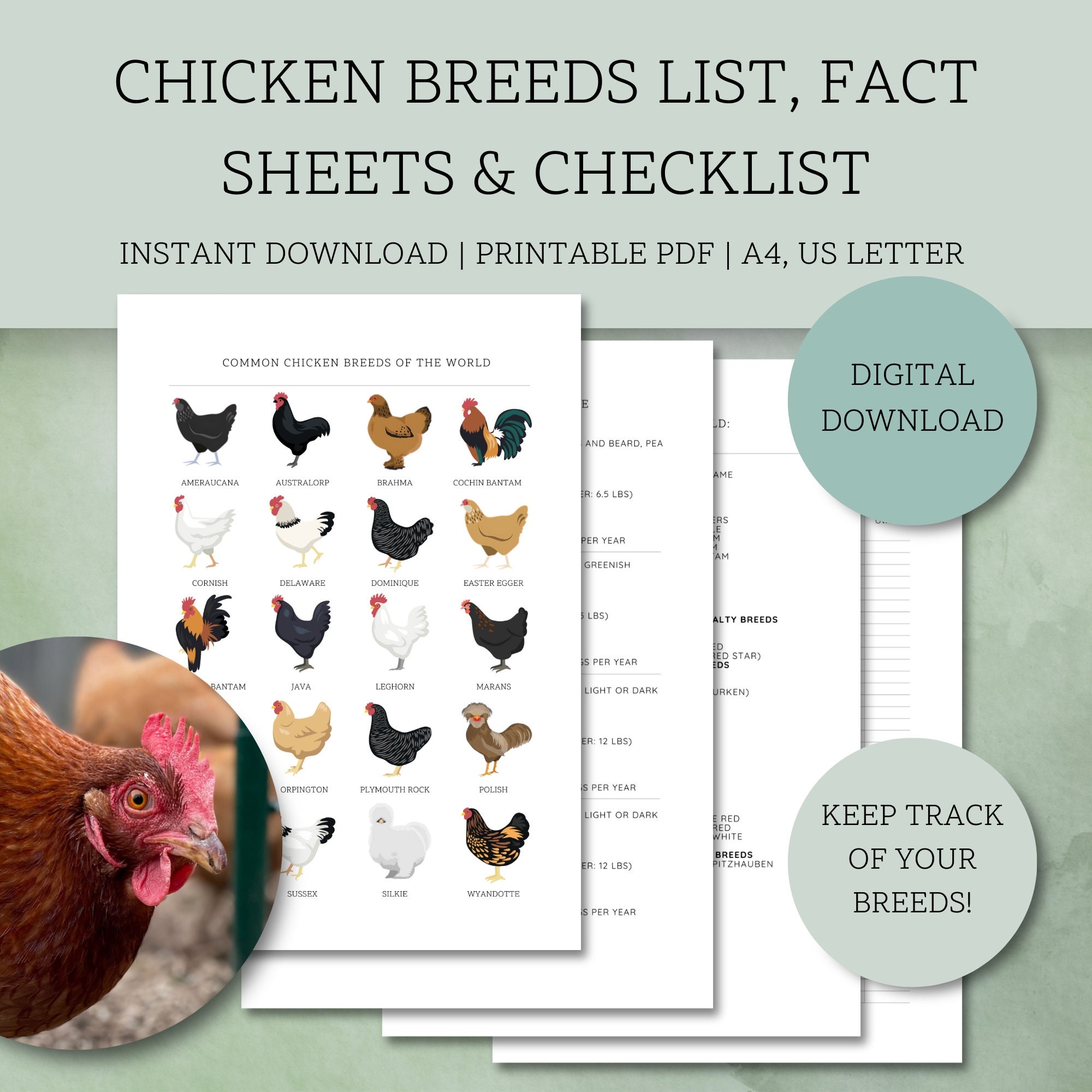 Chicken Breeds List Fact Sheets Checklist Printable Homestead Resource digital Download Etsy