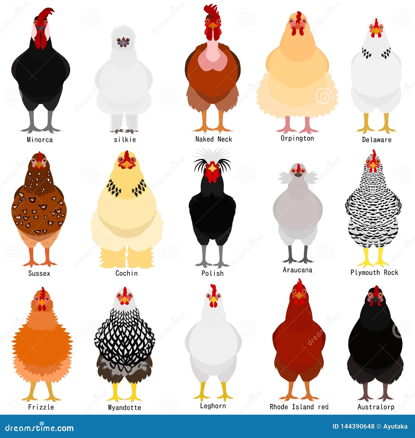Printable Identification Chicken Breeds Chart
