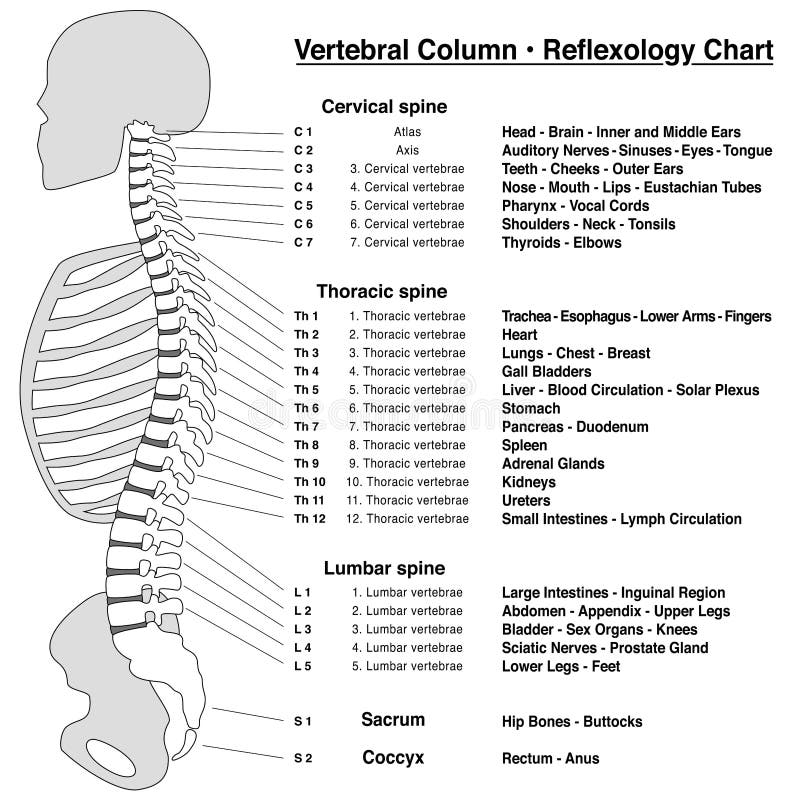 Chiropractic Spine Chart Stock Illustrations 107 Chiropractic Spine Chart Stock Illustrations Vectors Clipart Dreamstime