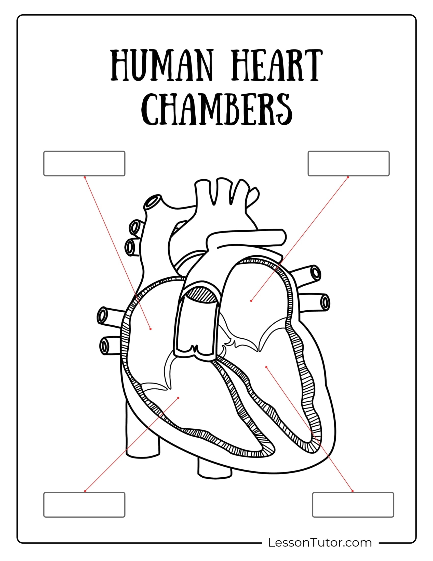 Circulatory System Worksheets Free Coloring Pages PDF Printables And Worksheets Lesson Tutor