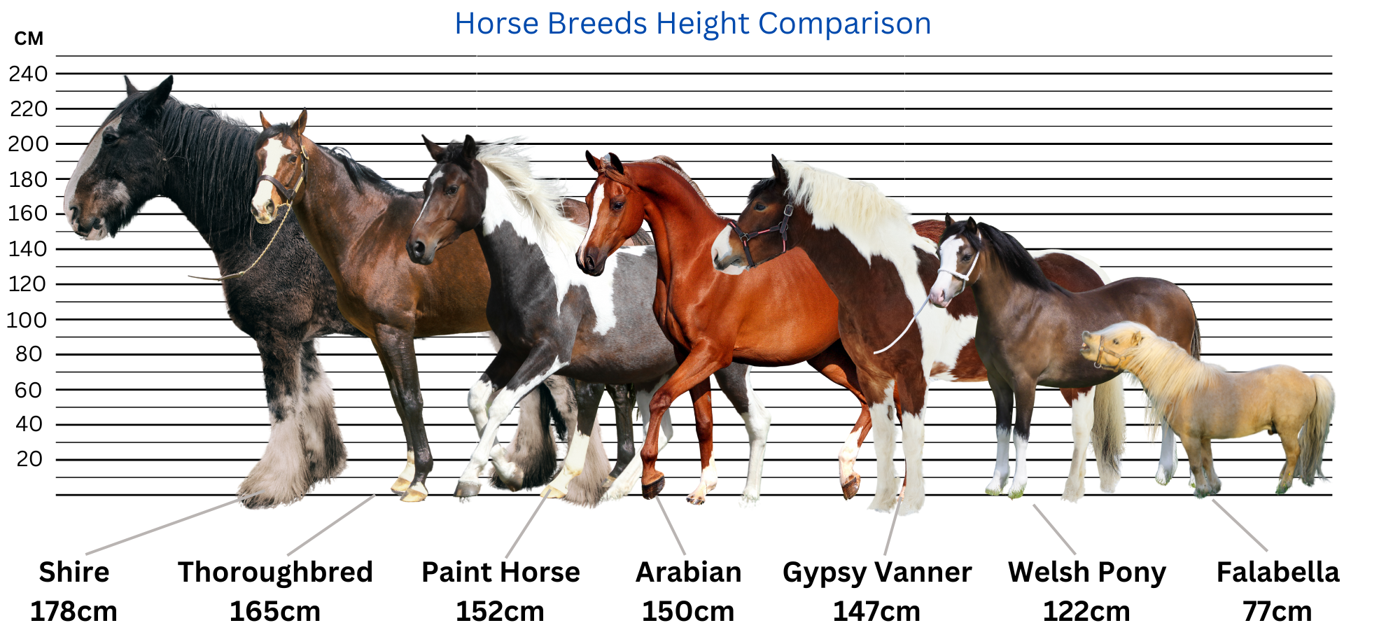 Printable Horse Breed Chart